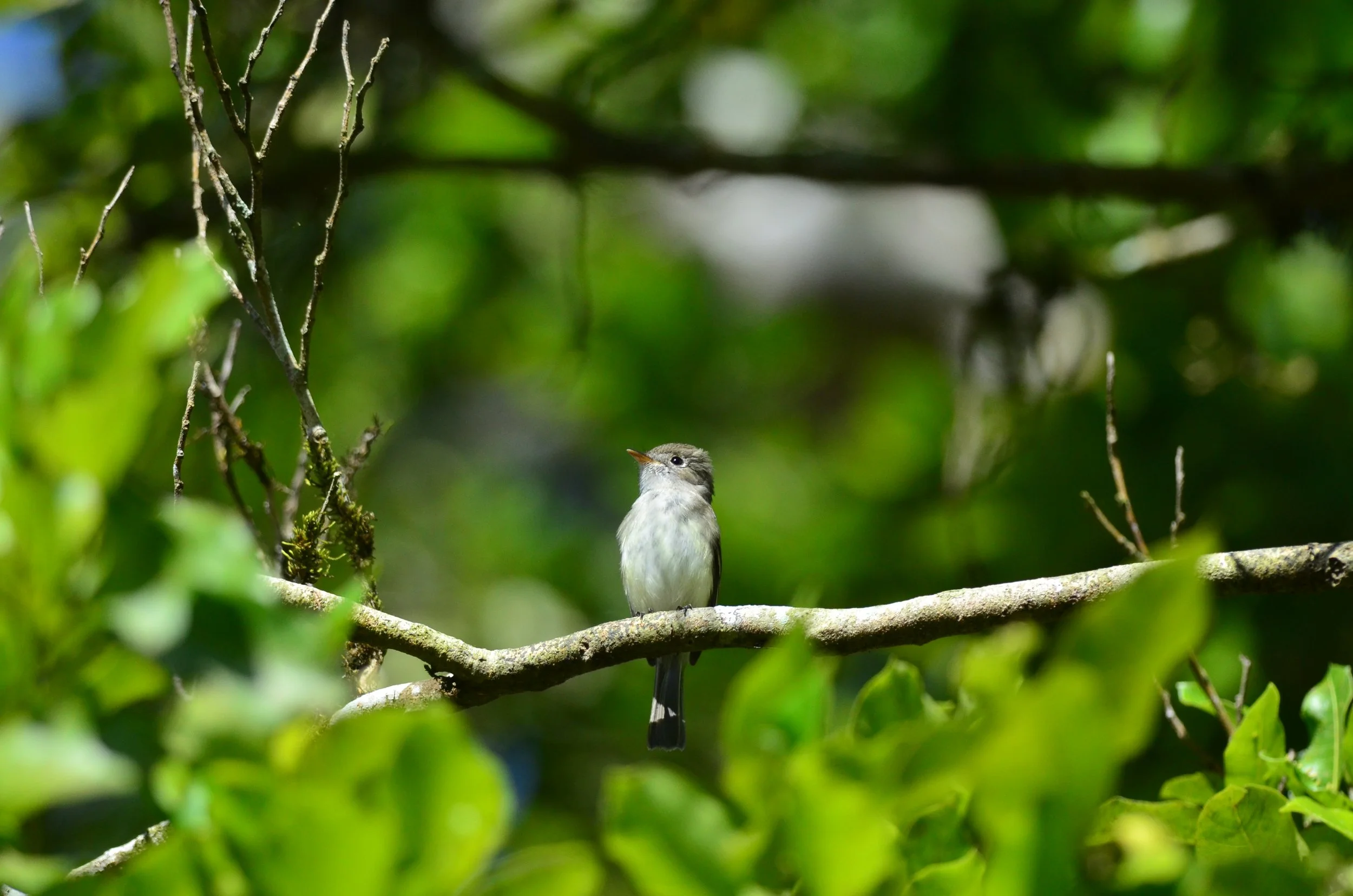 DSC_1170.JPG
