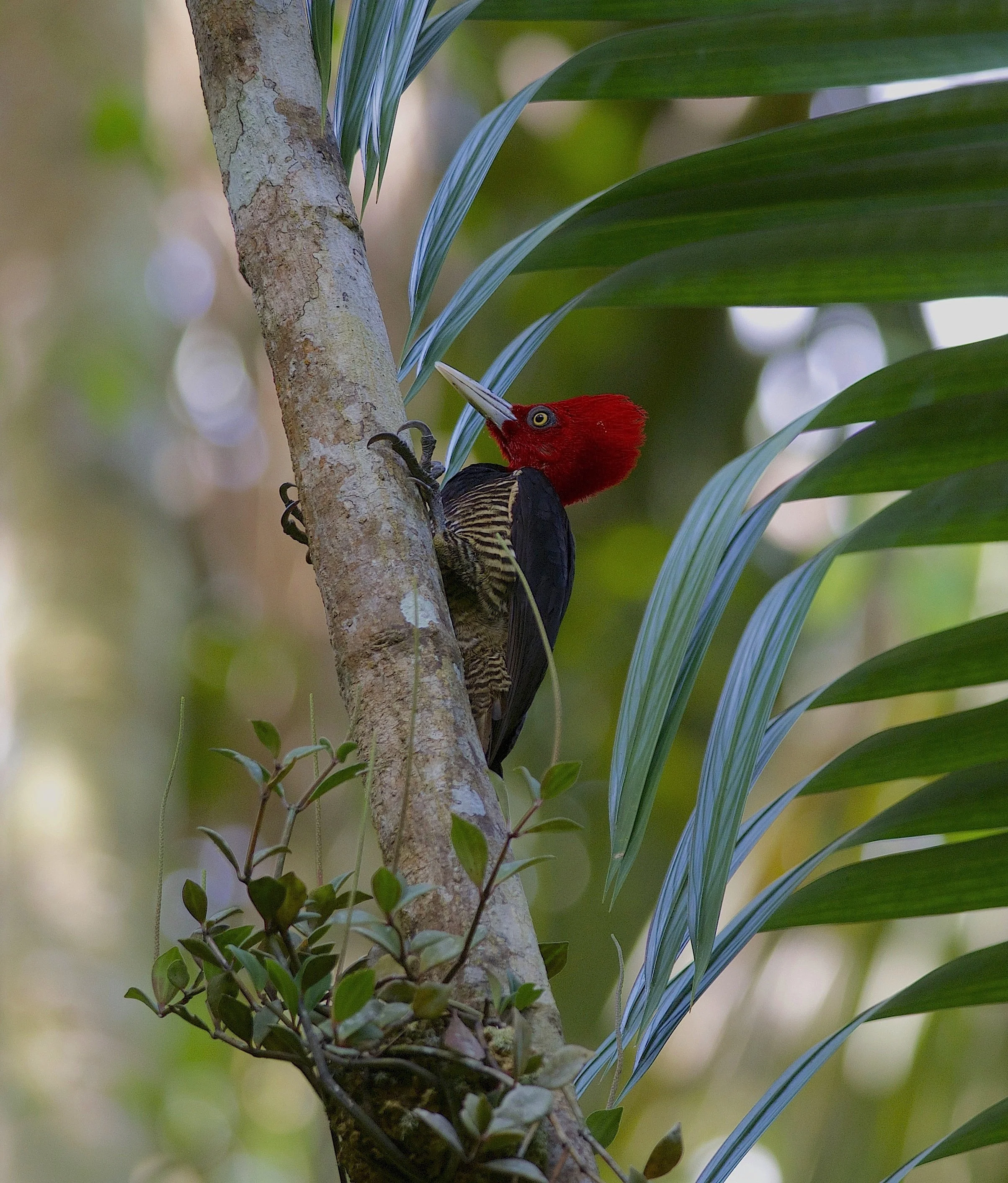 Pale-billed woodpecker.jpg