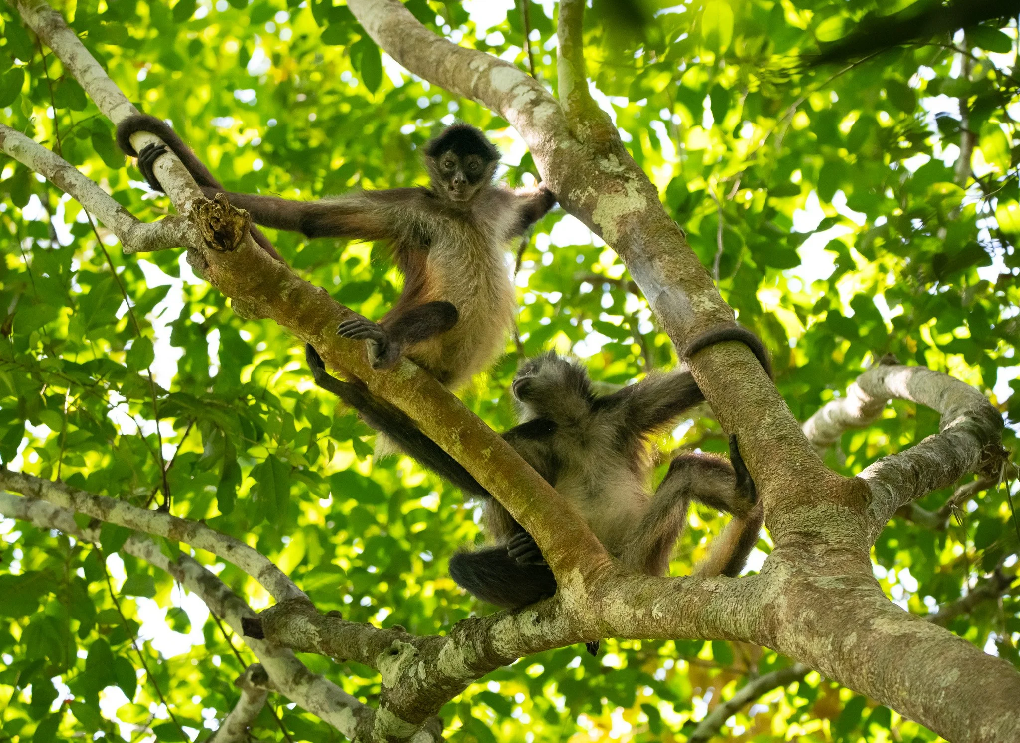 Young monkeys climbing on tree branches amidst green leaves in the canopy.