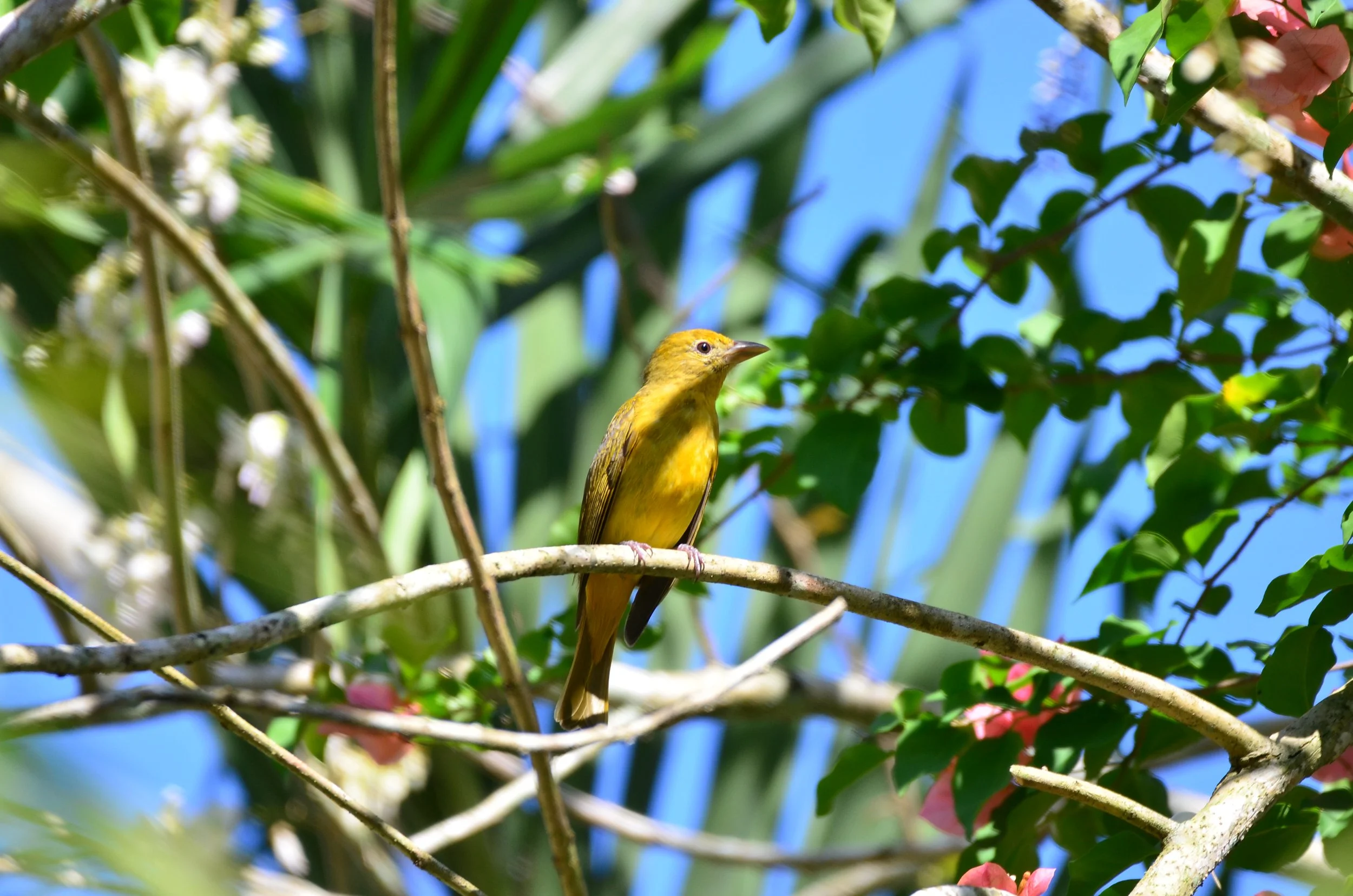 DSC_2372.JPG