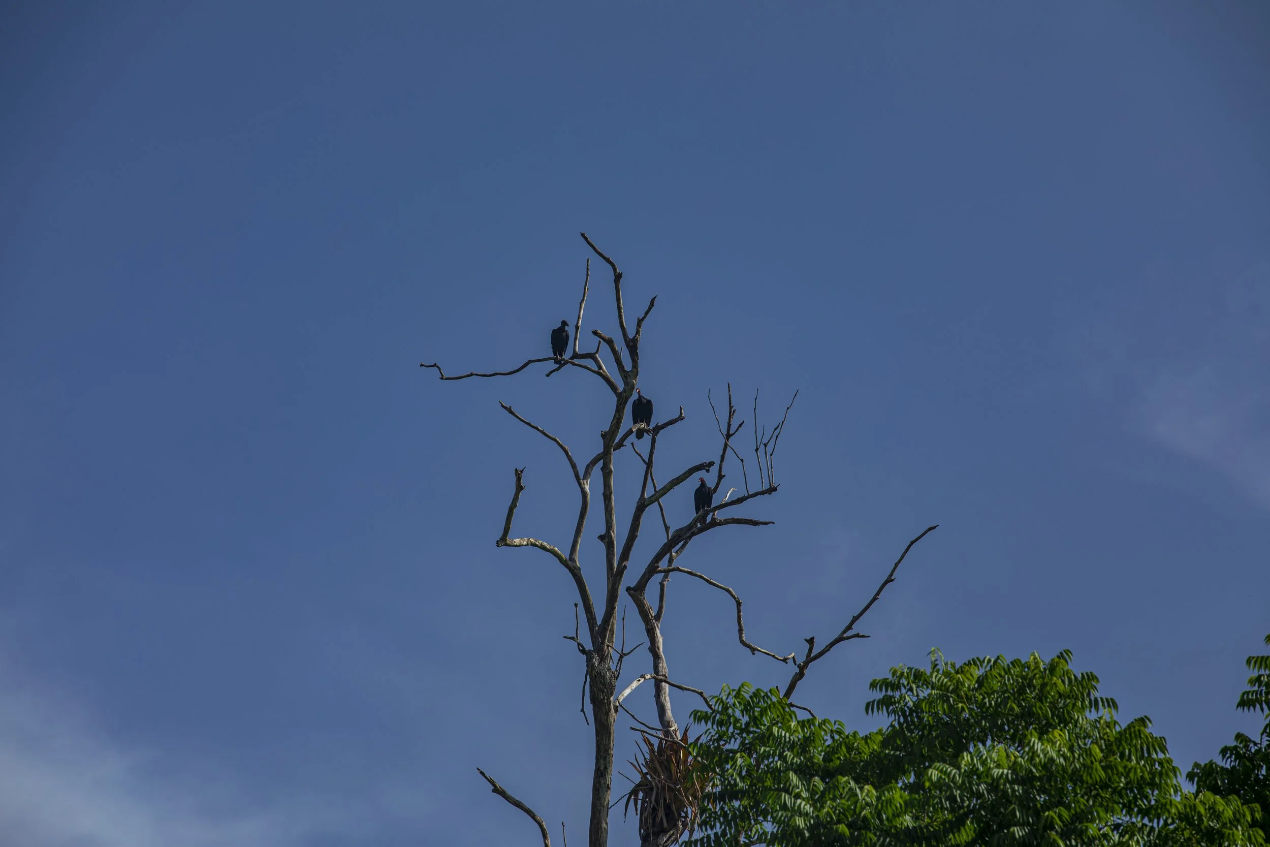 Bird perched on a branch of a tall, leafless tree against a clear blue sky