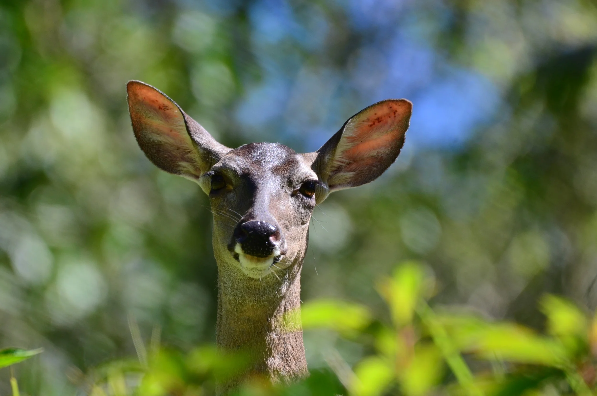 Close-up of a slender deer with large ears and a grayish-brown coat, standing among green foliage with a blurred background.