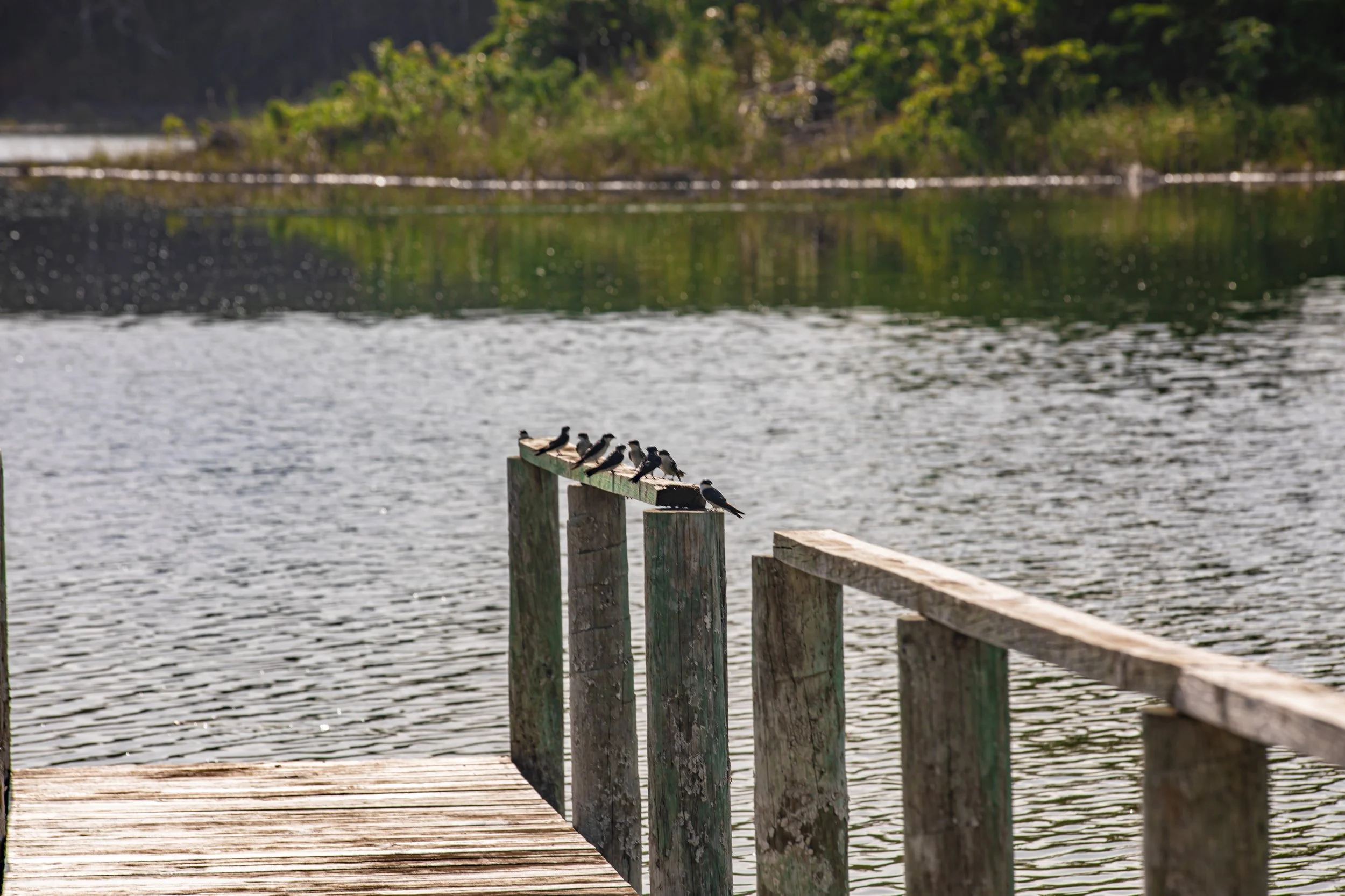 Group of birds perched on weathered wooden posts along a dock reaching into still water