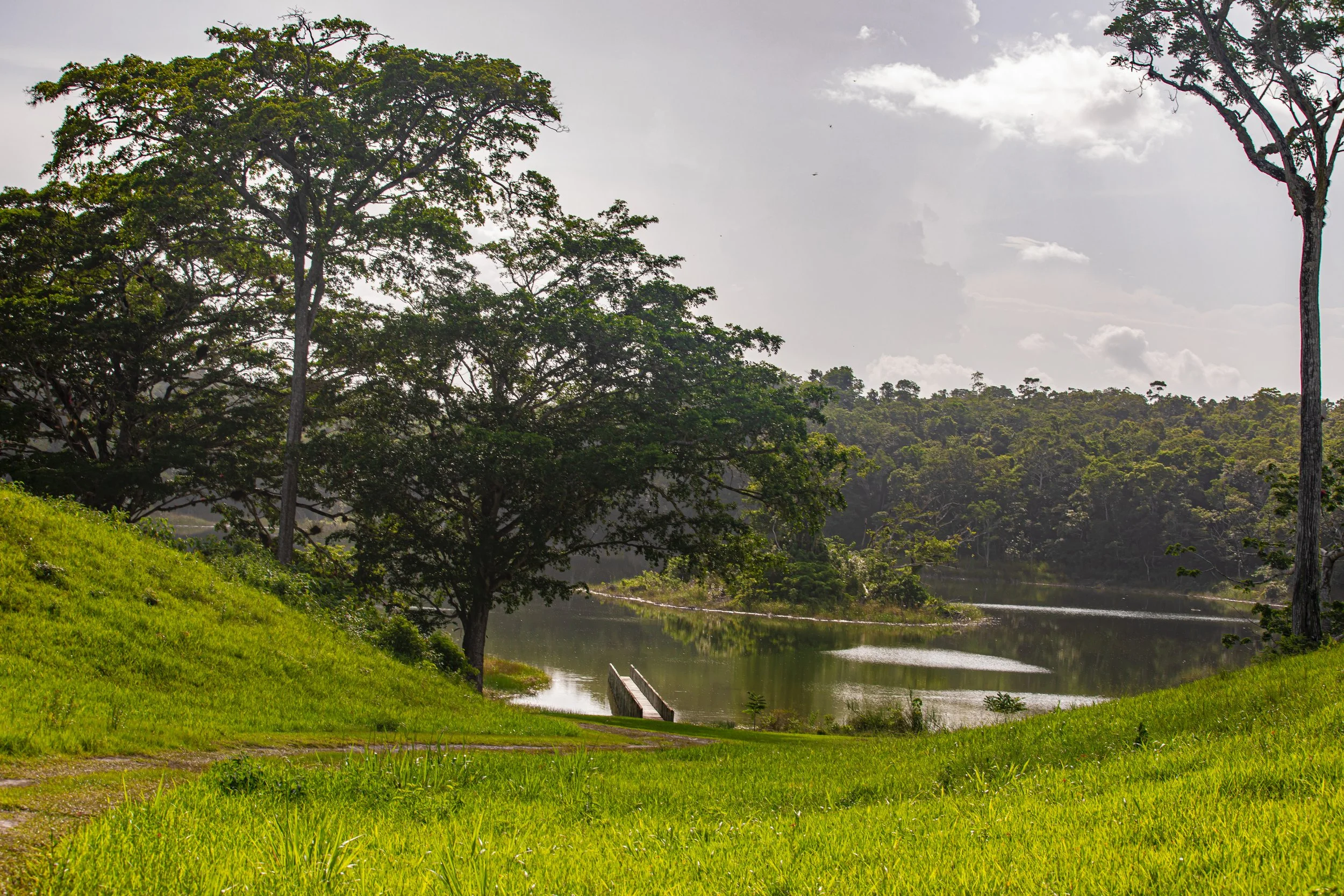 Grassy bank sloping down to a calm lagoon under large trees