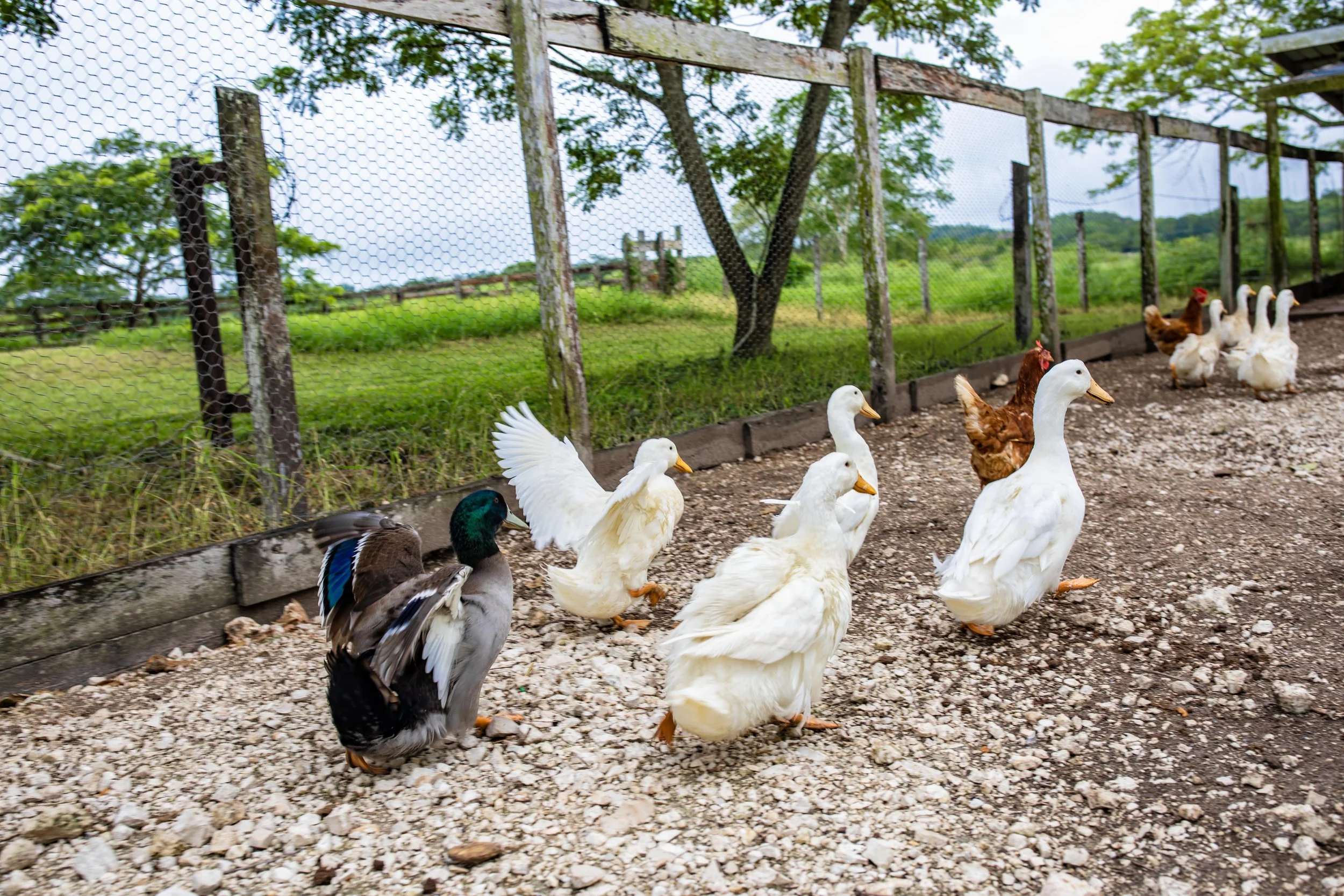 A group of ducks walking outside along a gravel path near a fenced area with trees and greenery in the background.