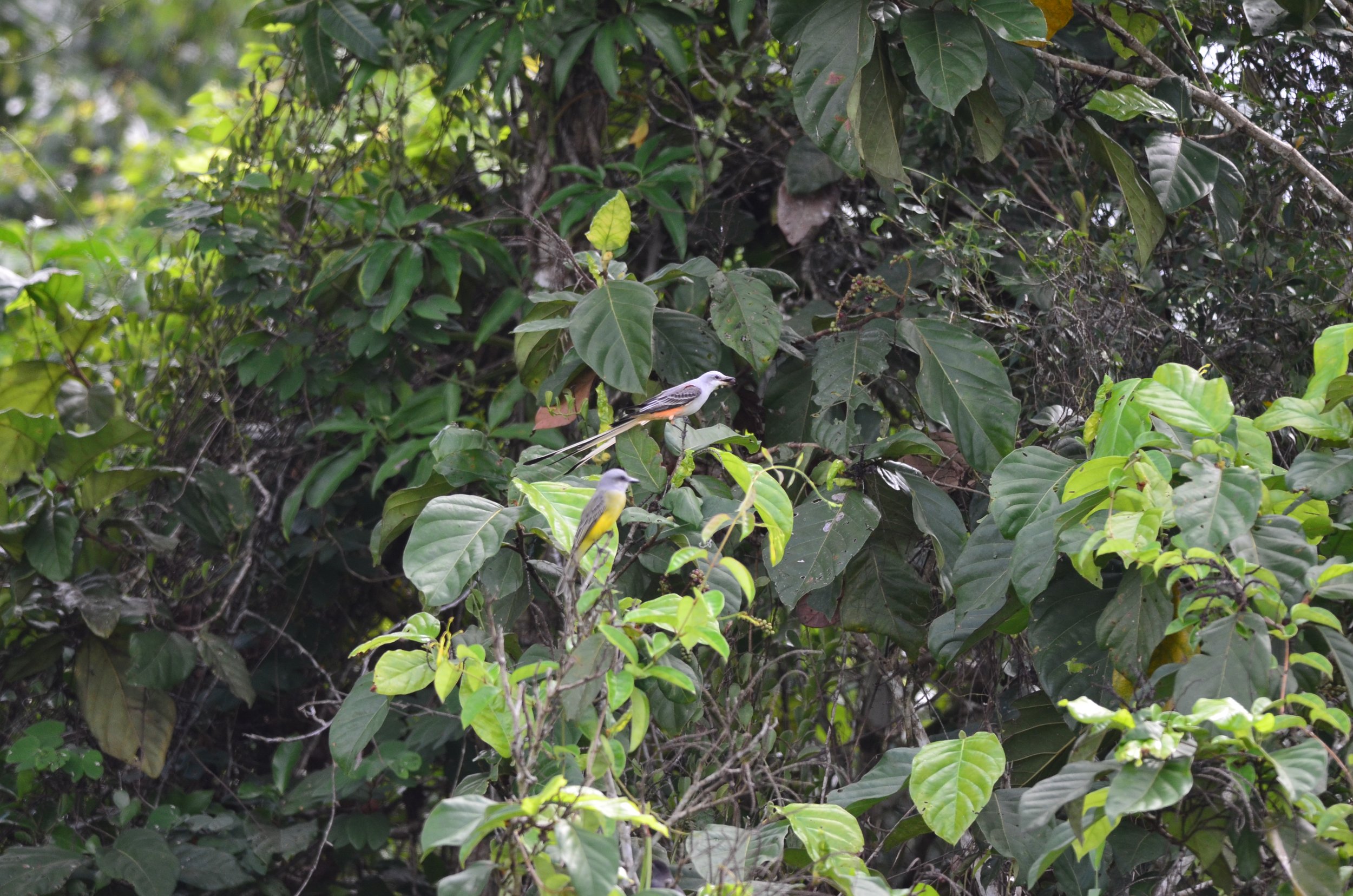 DSC_0477.JPG