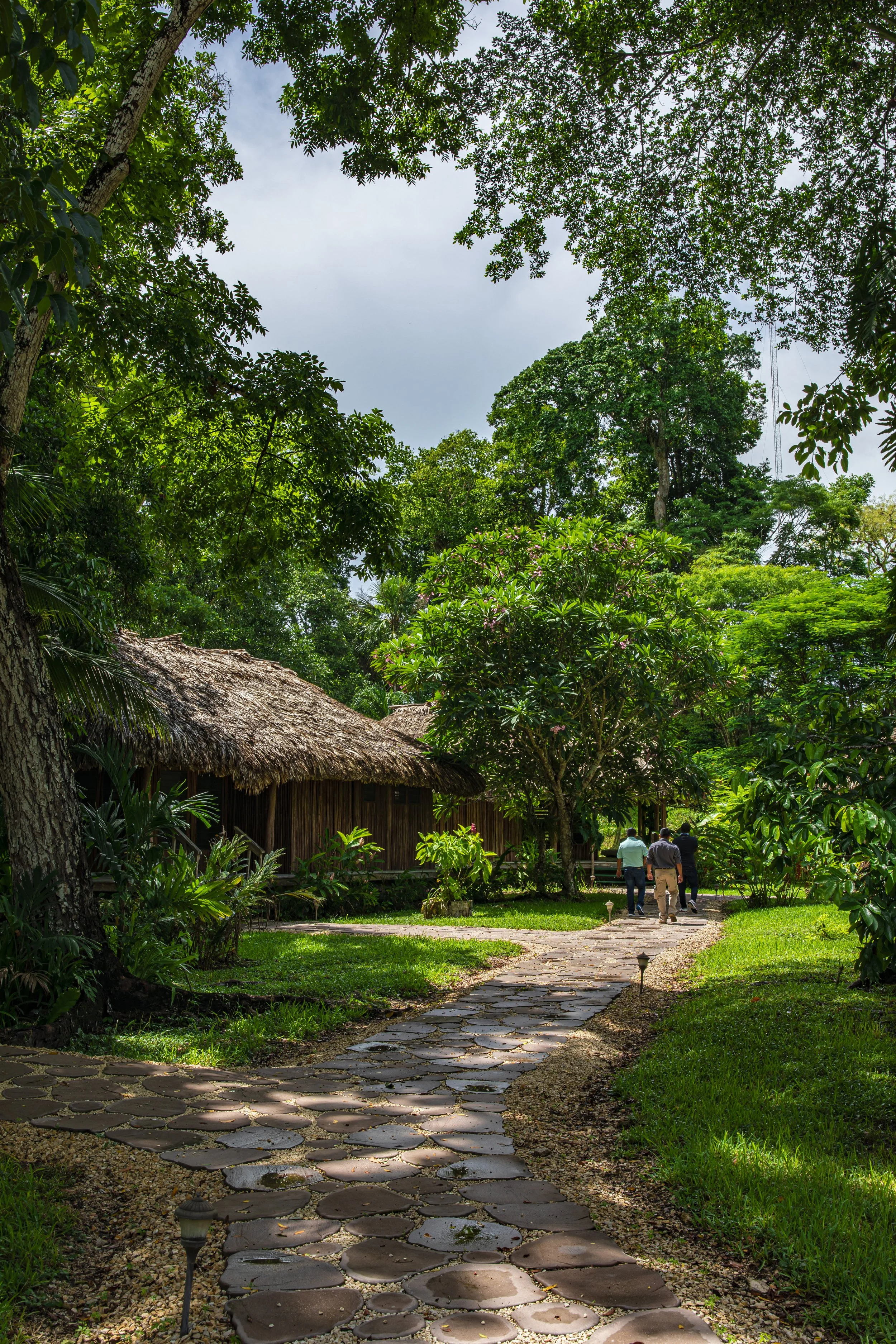 A small group walking away along a flat-stone path through a garden of tall trees, with a small thatched building