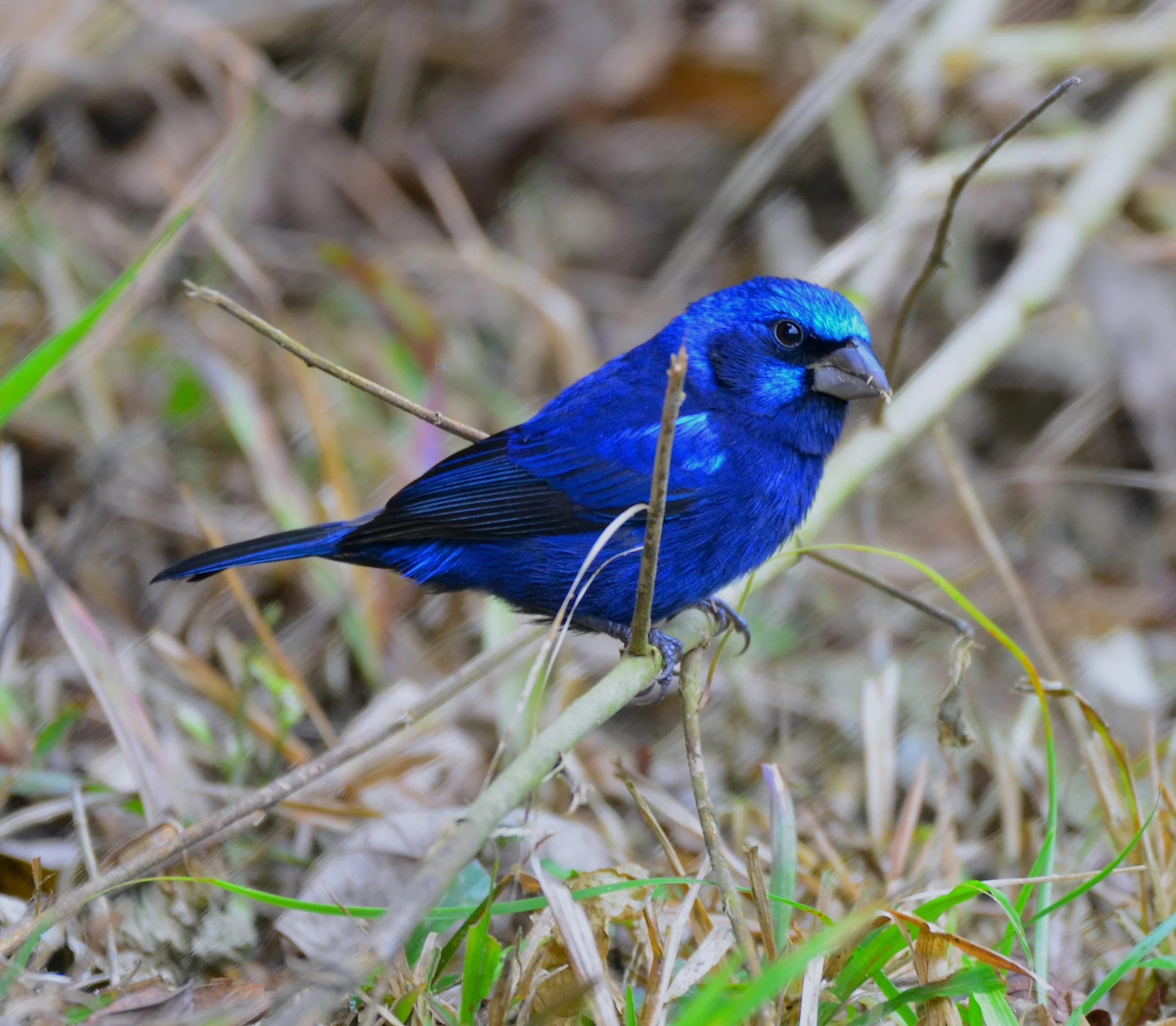 DSC_2668.JPG