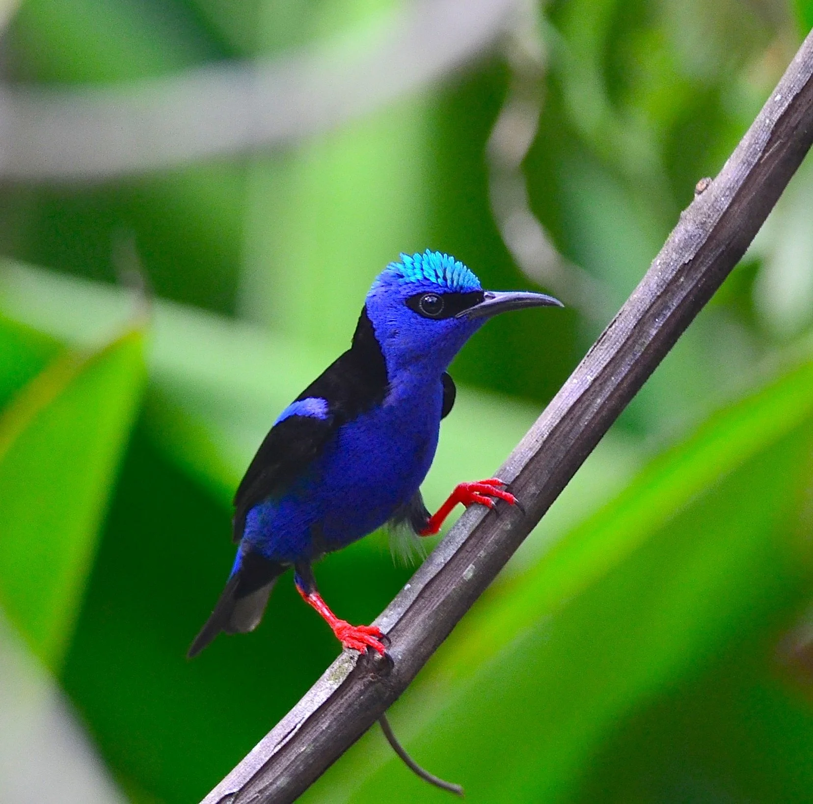 Close-up of a vibrant blue and black bird with red legs perched on a branch, with blurred green foliage in the background.