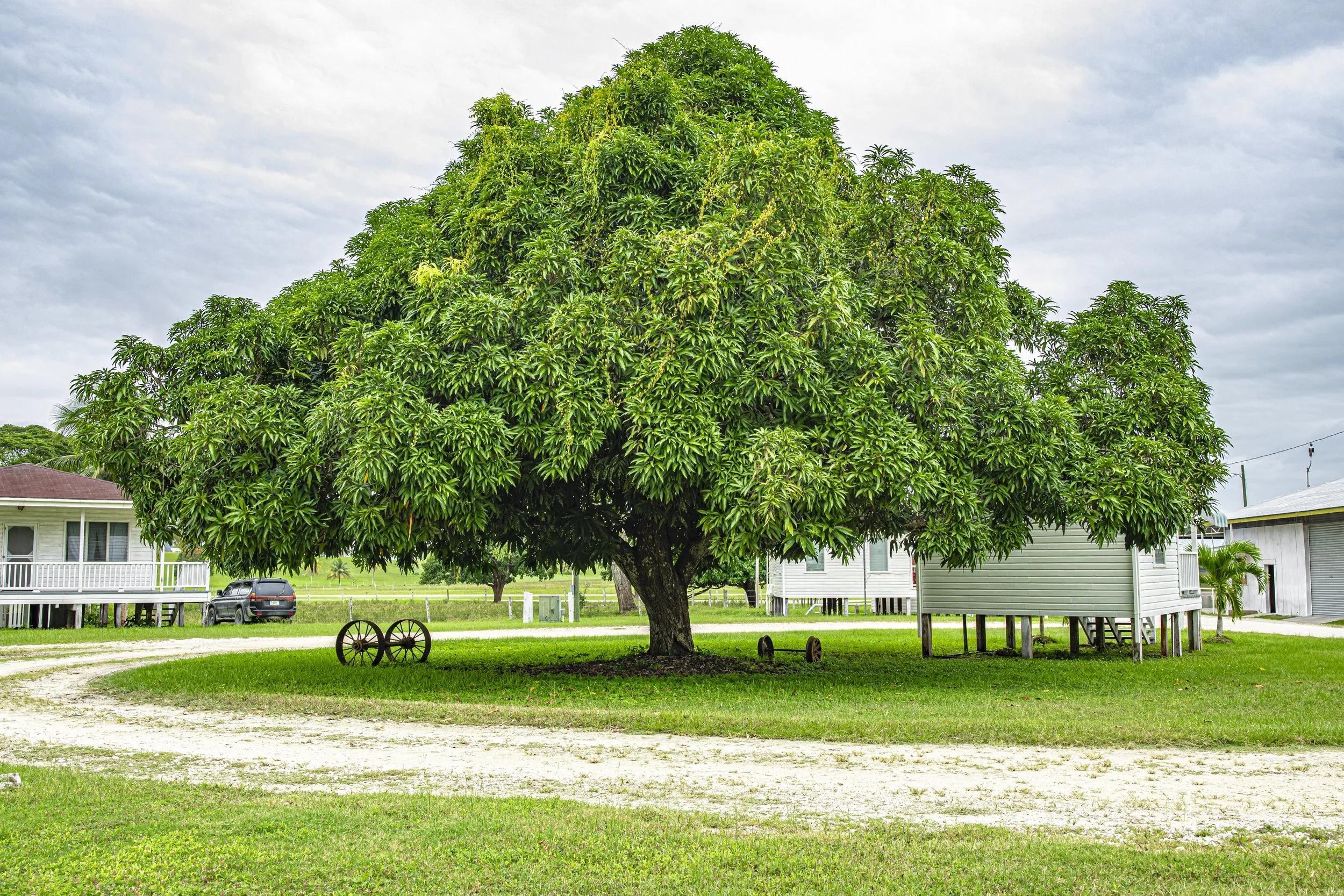 A large spreading tree on a mown lawn, with white buildings behind it under a cloudy sky