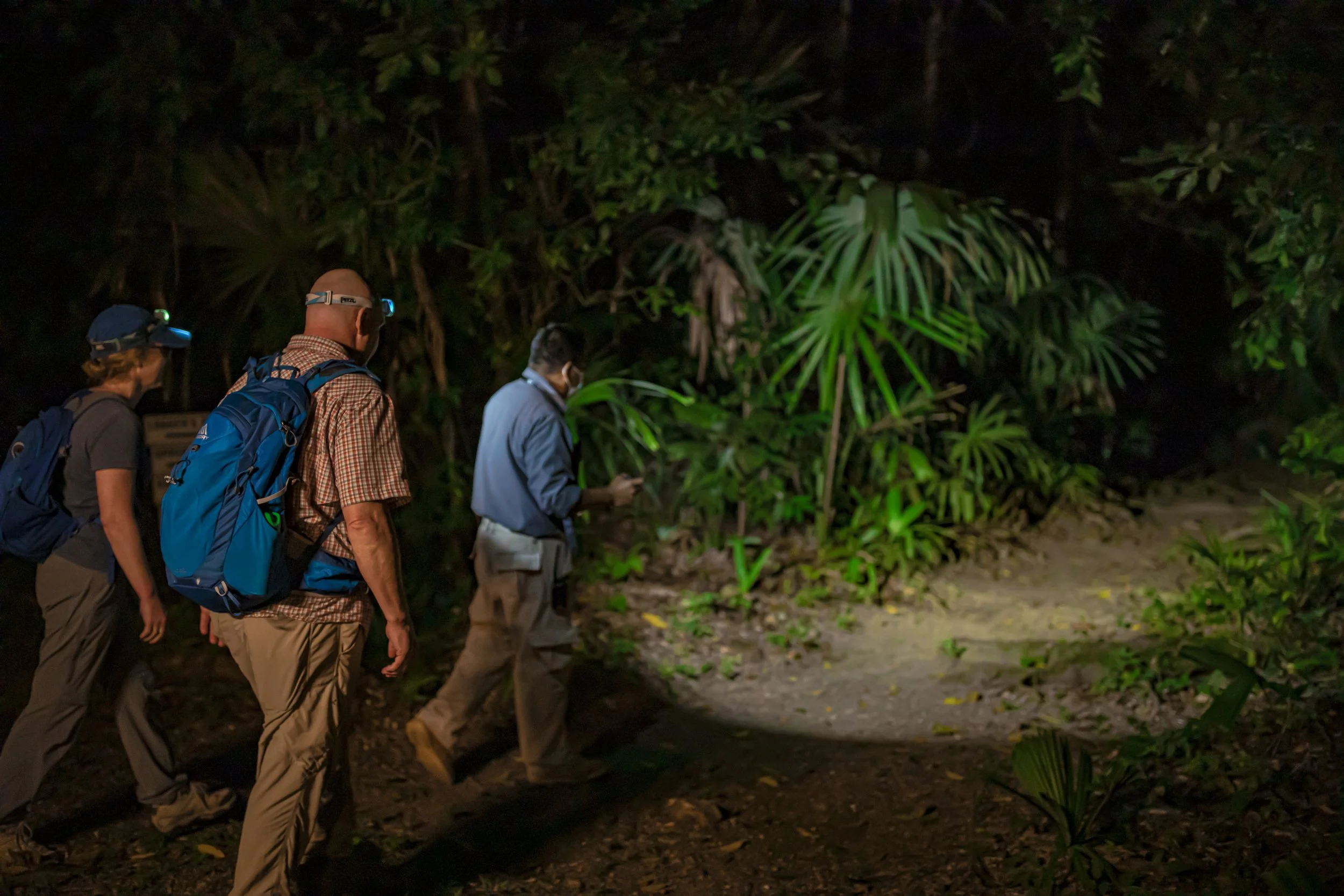 Group of four people walking along a trail at night, surrounded by dense green foliage, illuminated by artificial light.