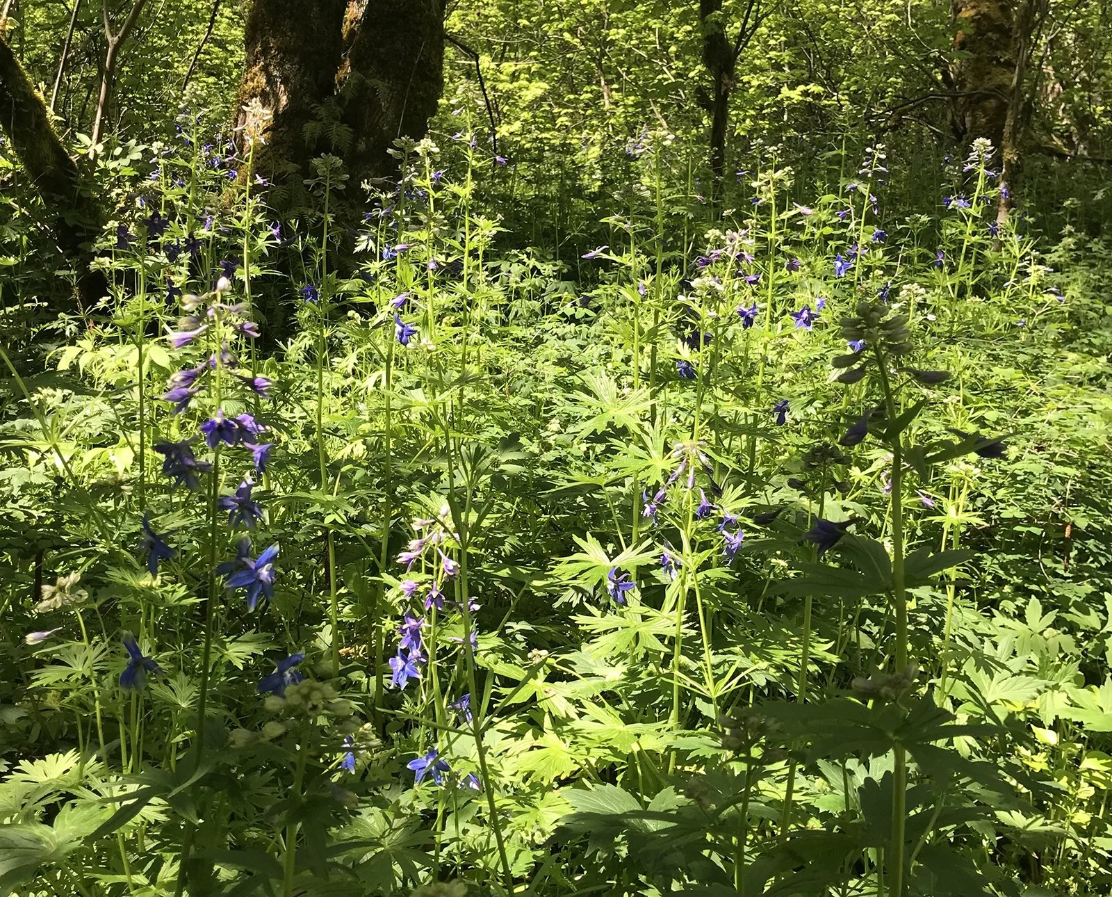 A dense forest floor covered with green foliage and purple wildflowers, with tall trees in the background and sunlight filtering through the canopy.