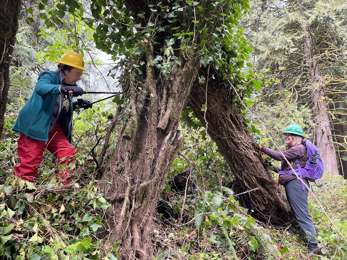 Two women working on trimming a large tree in a forested area, wearing helmets and outdoor gear, with one using a pole saw and the other holding a branch.