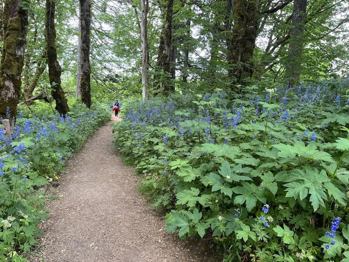 A dirt path through a lush green forest lined with vibrant blue flowers on either side, with large trees overhead and a person walking in the distance.