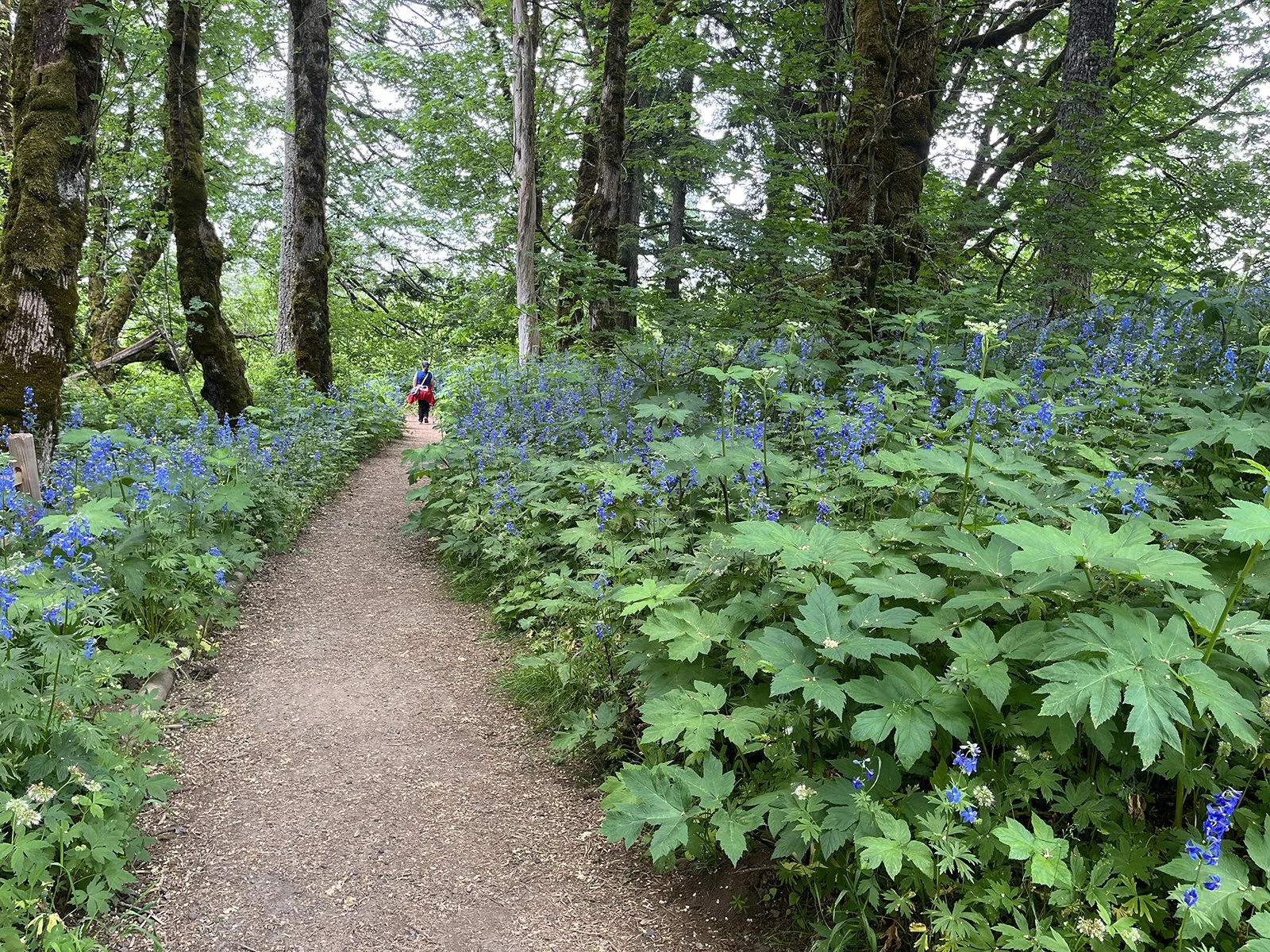 A person walking on a dirt trail surrounded by lush green shrubs and tall trees in a forest, with blue wildflowers lining the trail.