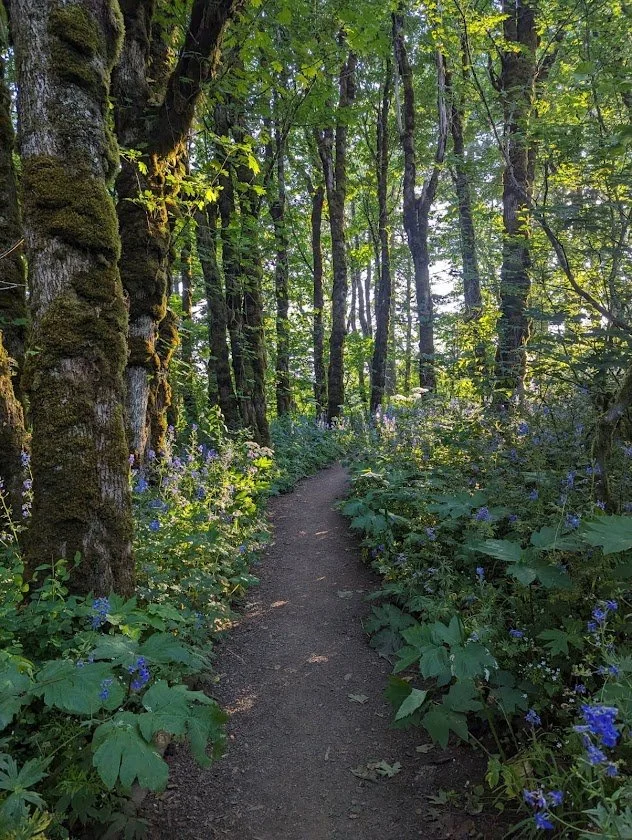 The Cape Horn Trail winds through a lush green forest with tall trees and purple wildflowers along the path.