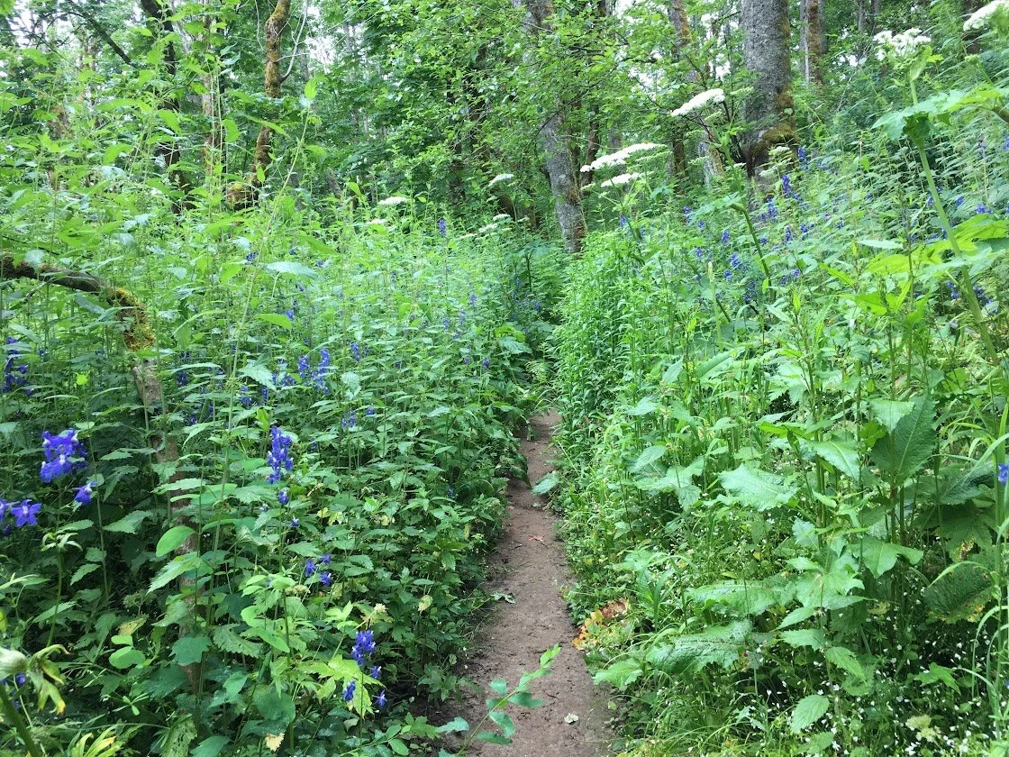 The Cape Horn Trail winding through a dense green forest with tall plants and purple and white wildflowers on both sides.
