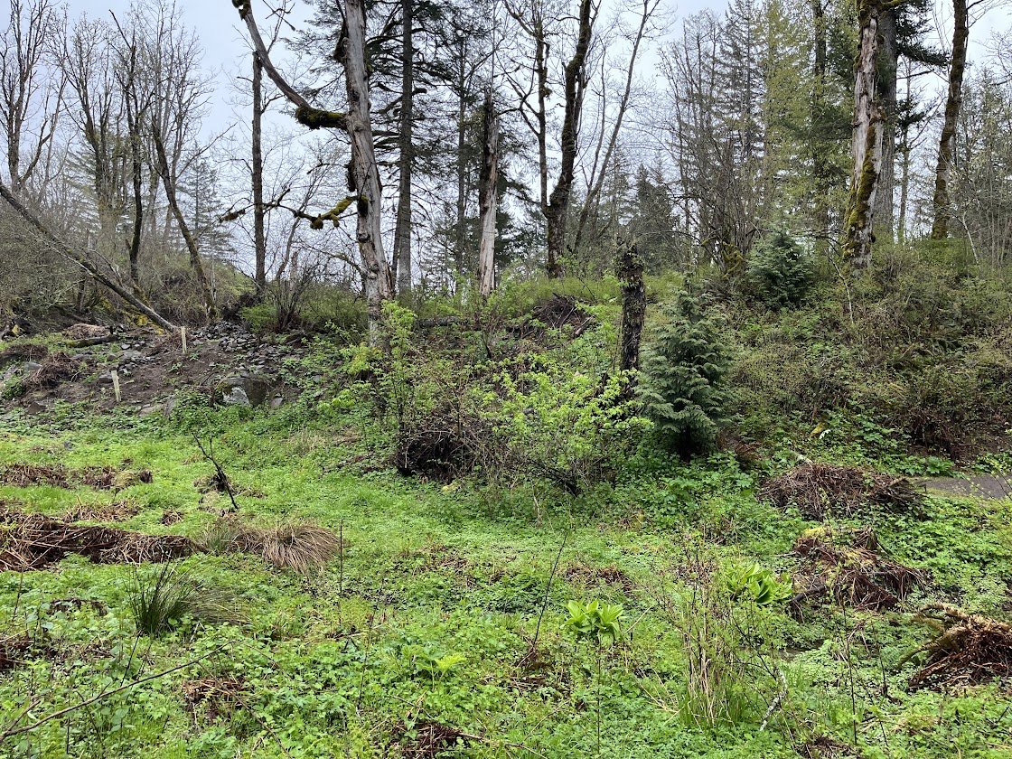 A forested hillside with trees, bushes, and patches of green grass and ground cover.