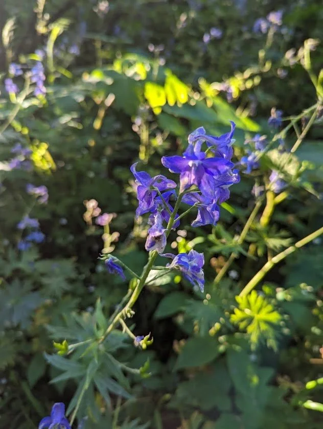 Close-up of purple wildflowers surrounded by green leaves in natural outdoor setting.