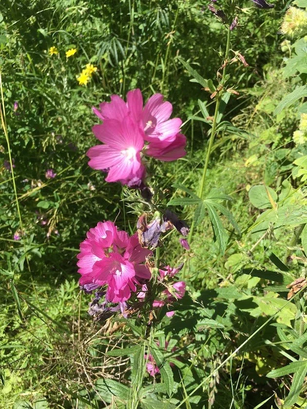 Pink and purple wildflowers growing among green grass and foliage in a natural outdoor setting.