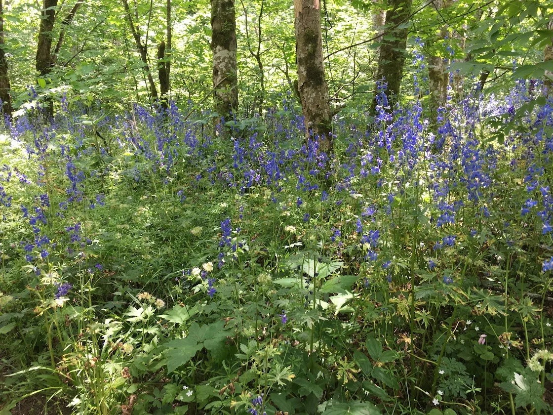 A dense forest floor covered with purple and white wildflowers, with tall trees and green foliage in the background.