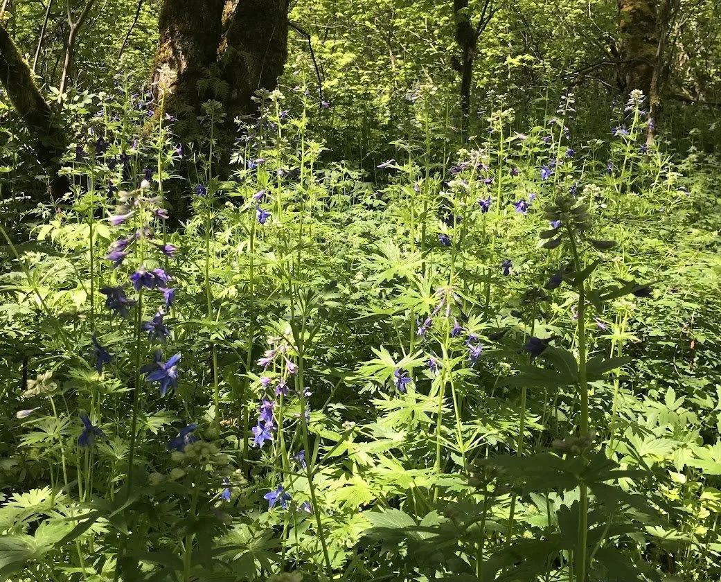 Green forest with tall plants and purple-blue flowers in a sunny clearing.