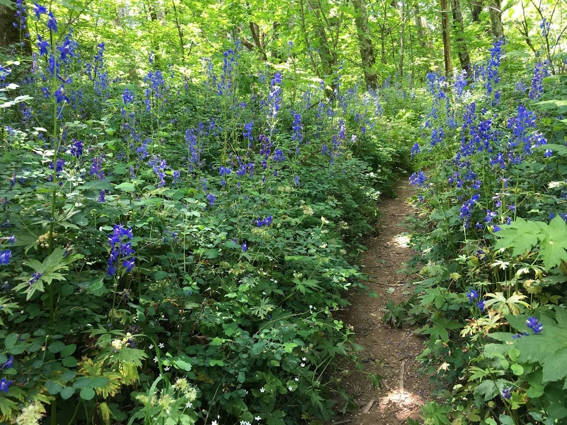 The Cape Horn Trail through green foliage in a forest with tall blue and purple wildflowers on either side.