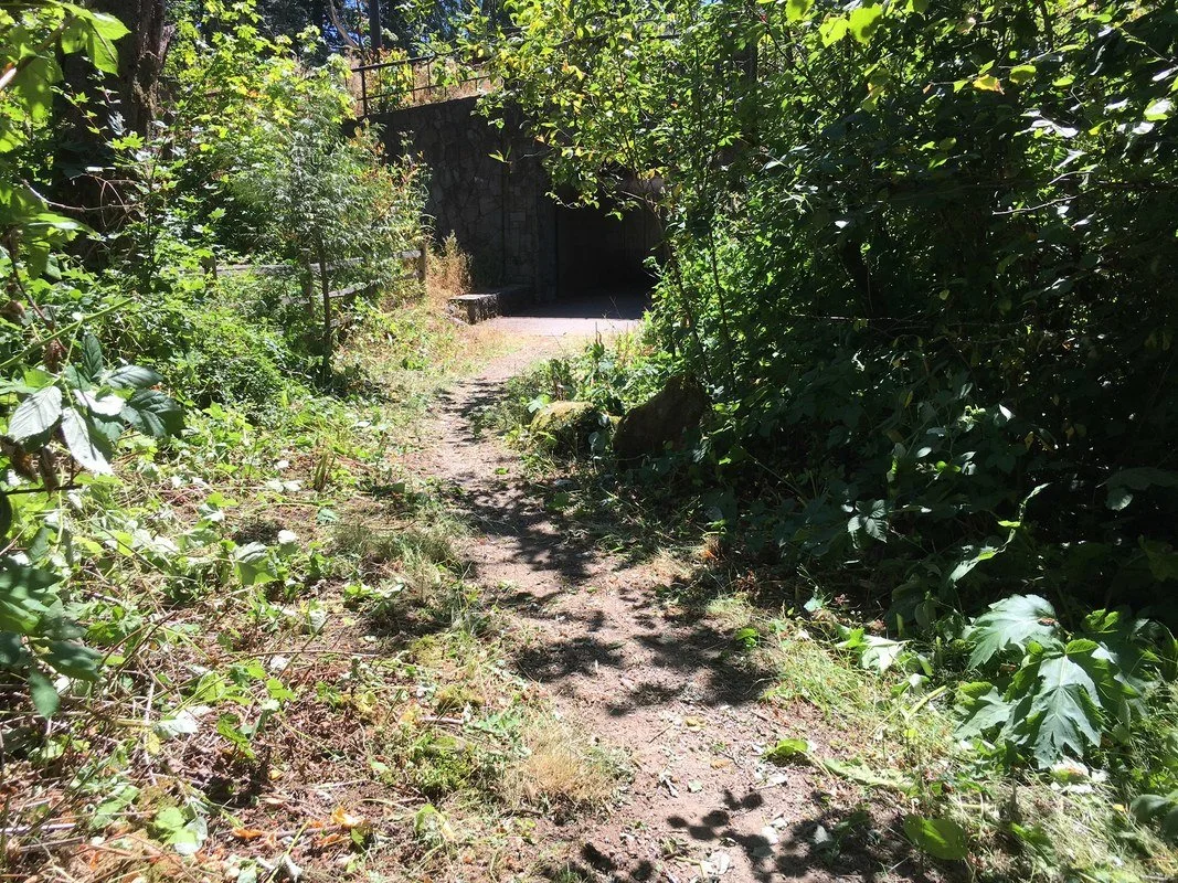 A cleaned up trail surrounded by dense green foliage and trees, leading towards a dark tunnel under a stone structure in a lush outdoor setting.