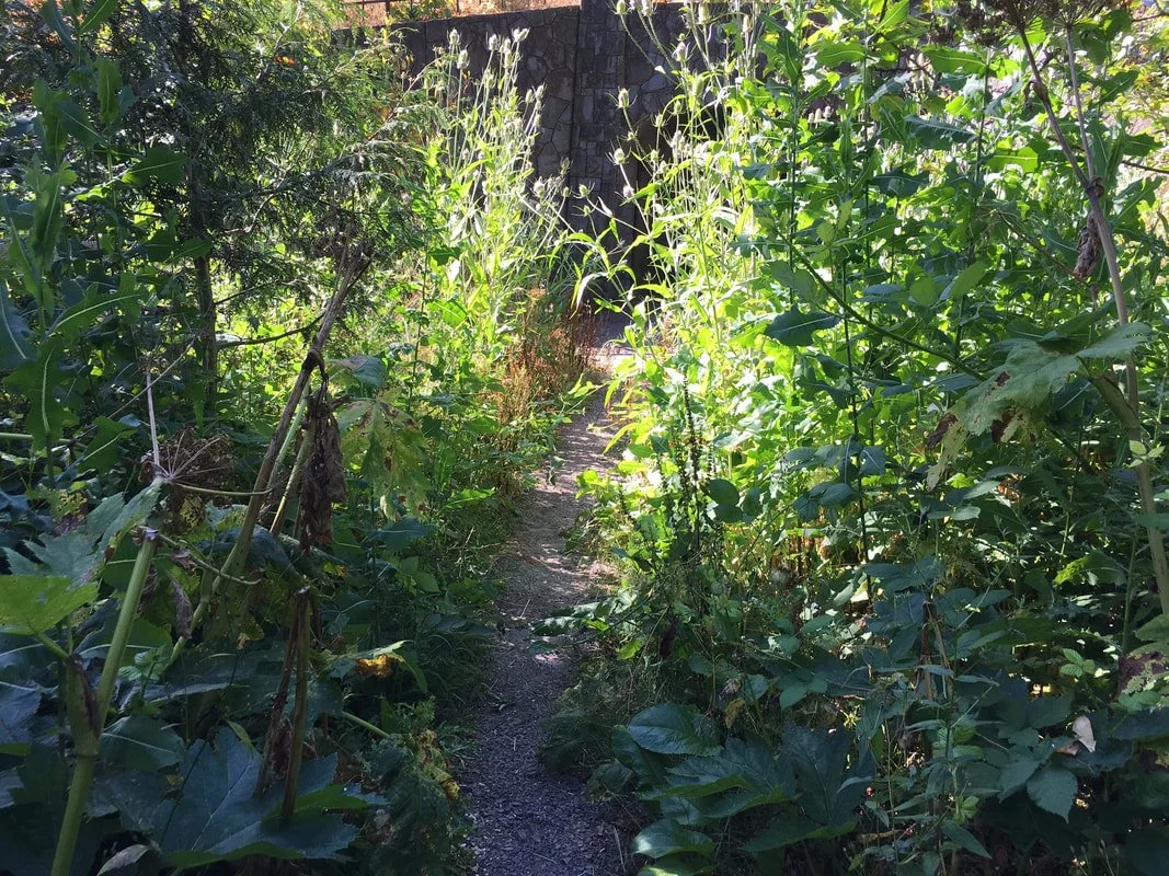 A narrow overgrown trail path surrounded by tall green plants and foliage.