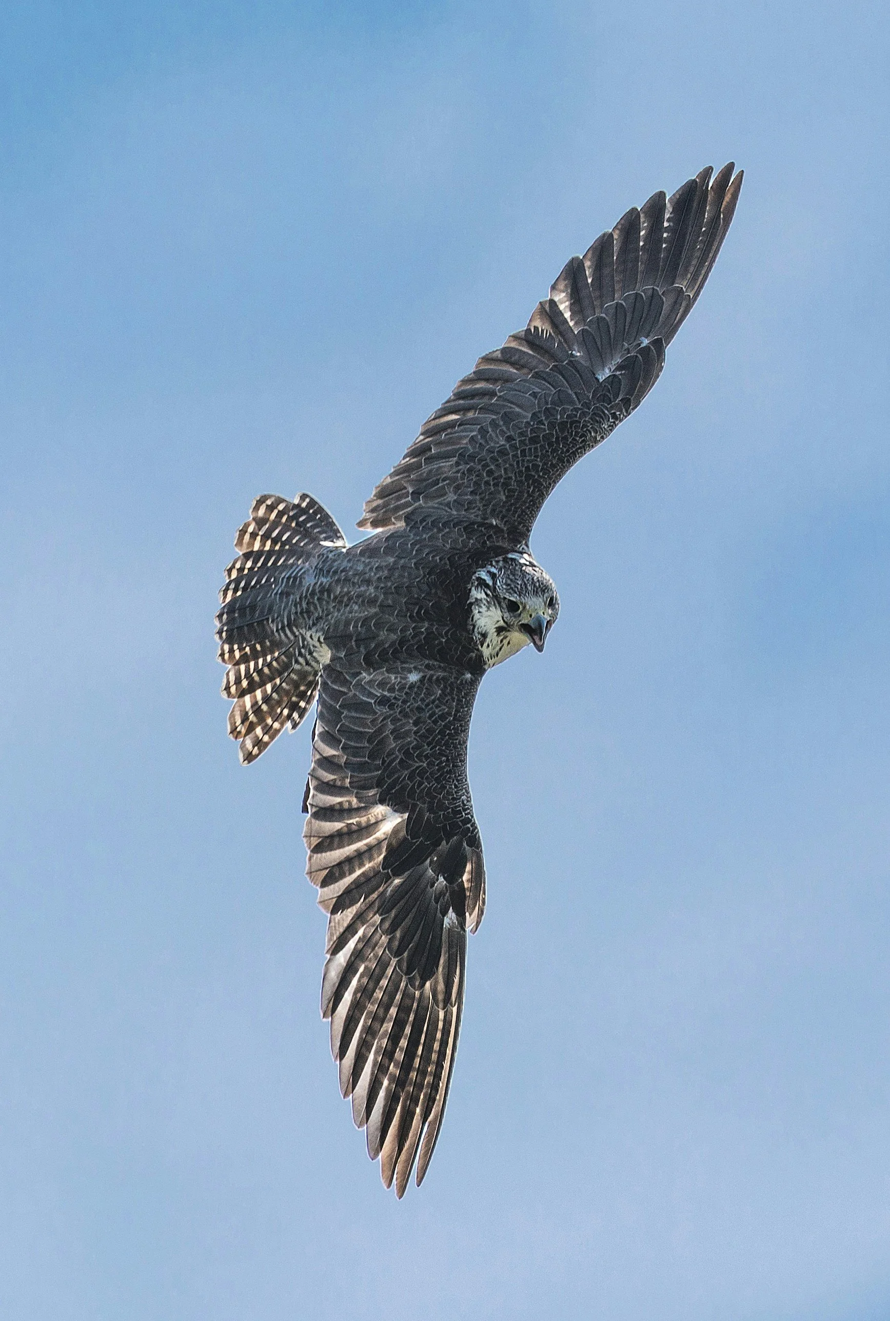 A peregrine falcon soaring in the sky with its wings spread wide.