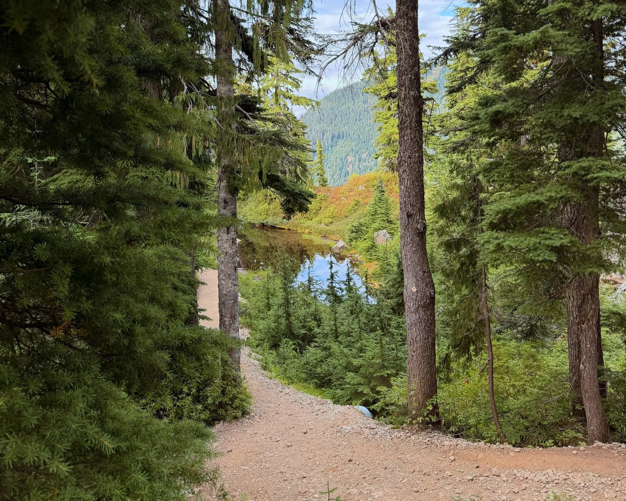Forest trail surrounded by trees