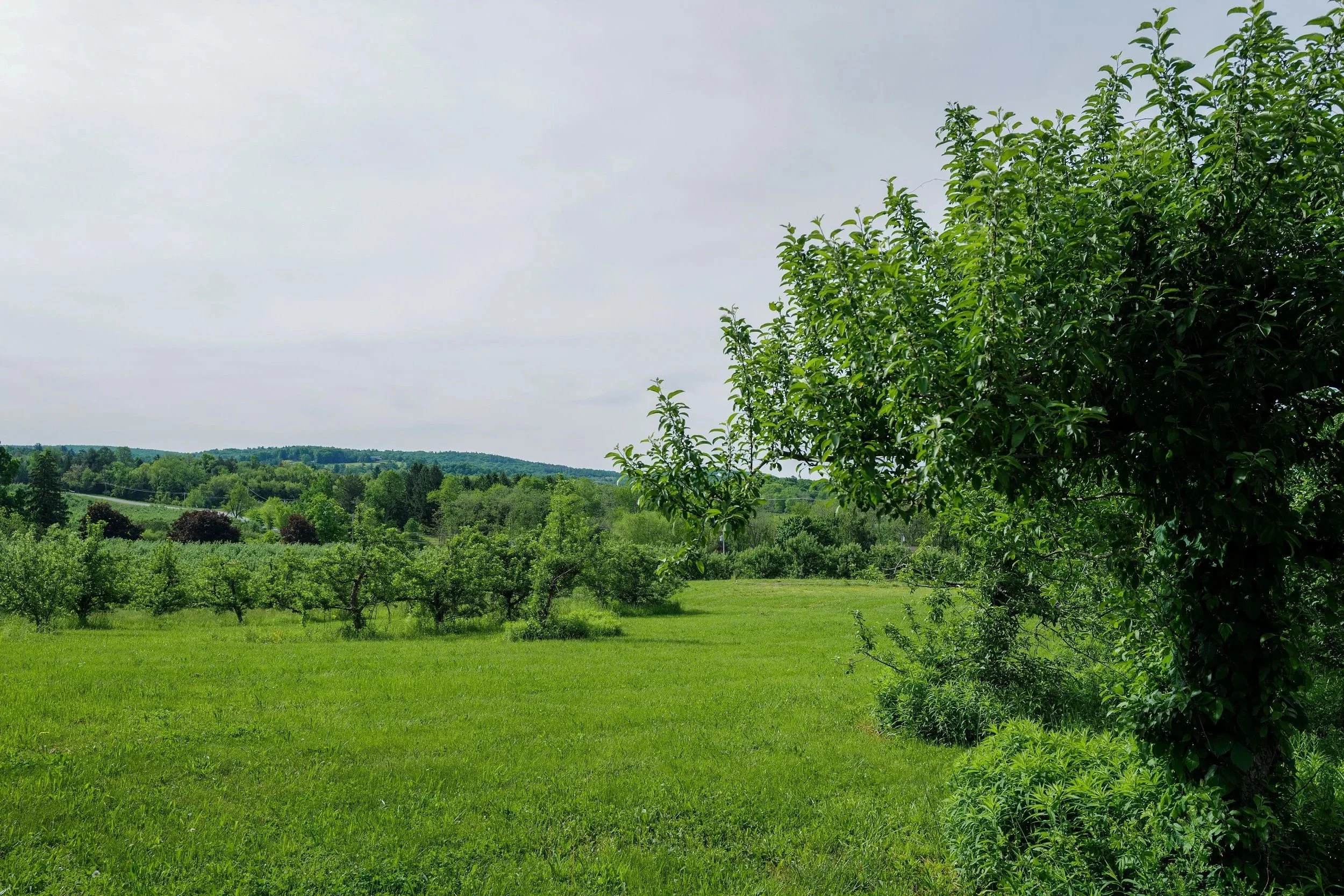 Young and old apple trees in the green orchard field at Uncommons Farm