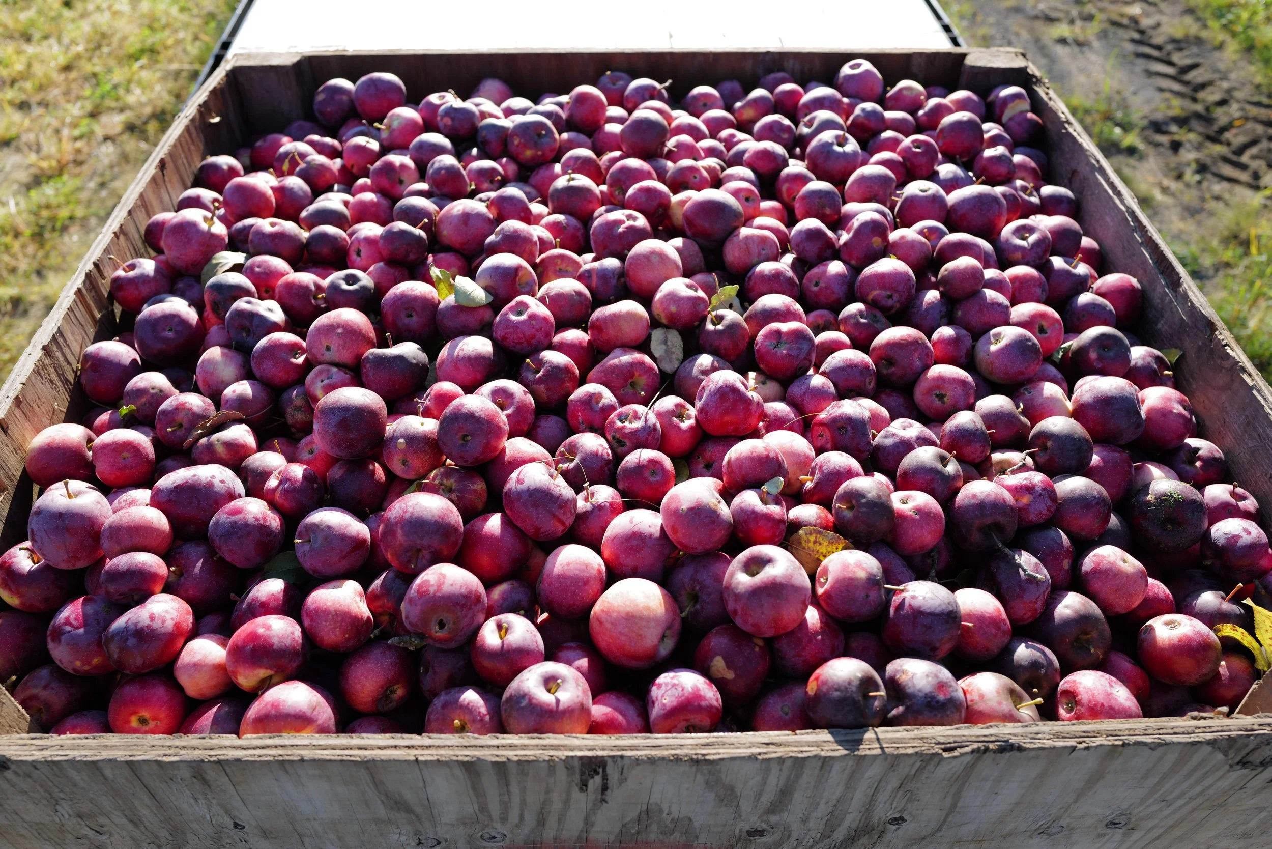 Our First Harvest
