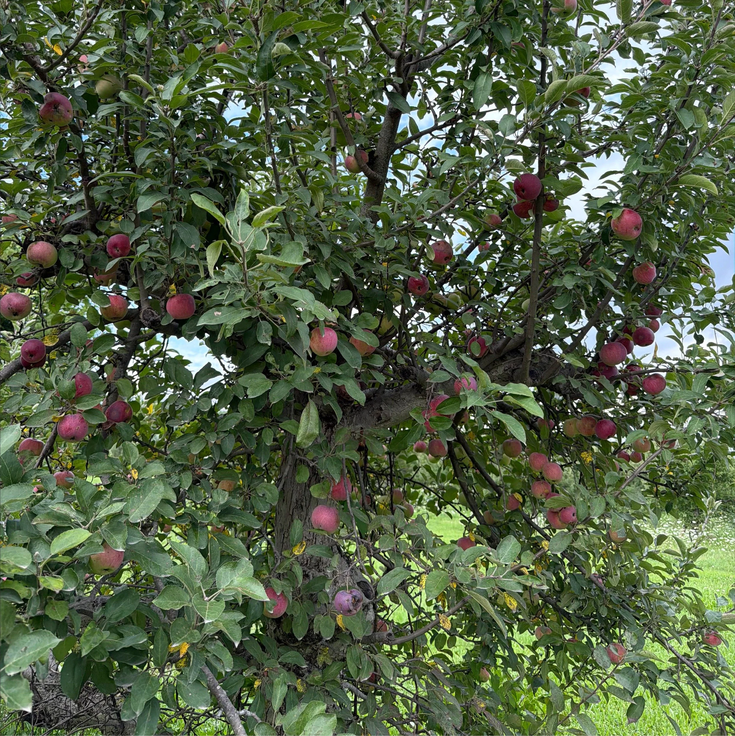 Apple tree heavy with red apples in the Uncommons Farm orchard
