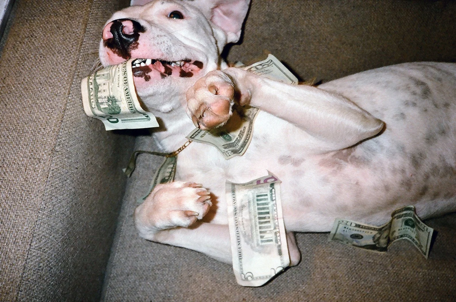 dana_gold_rt18.jpg