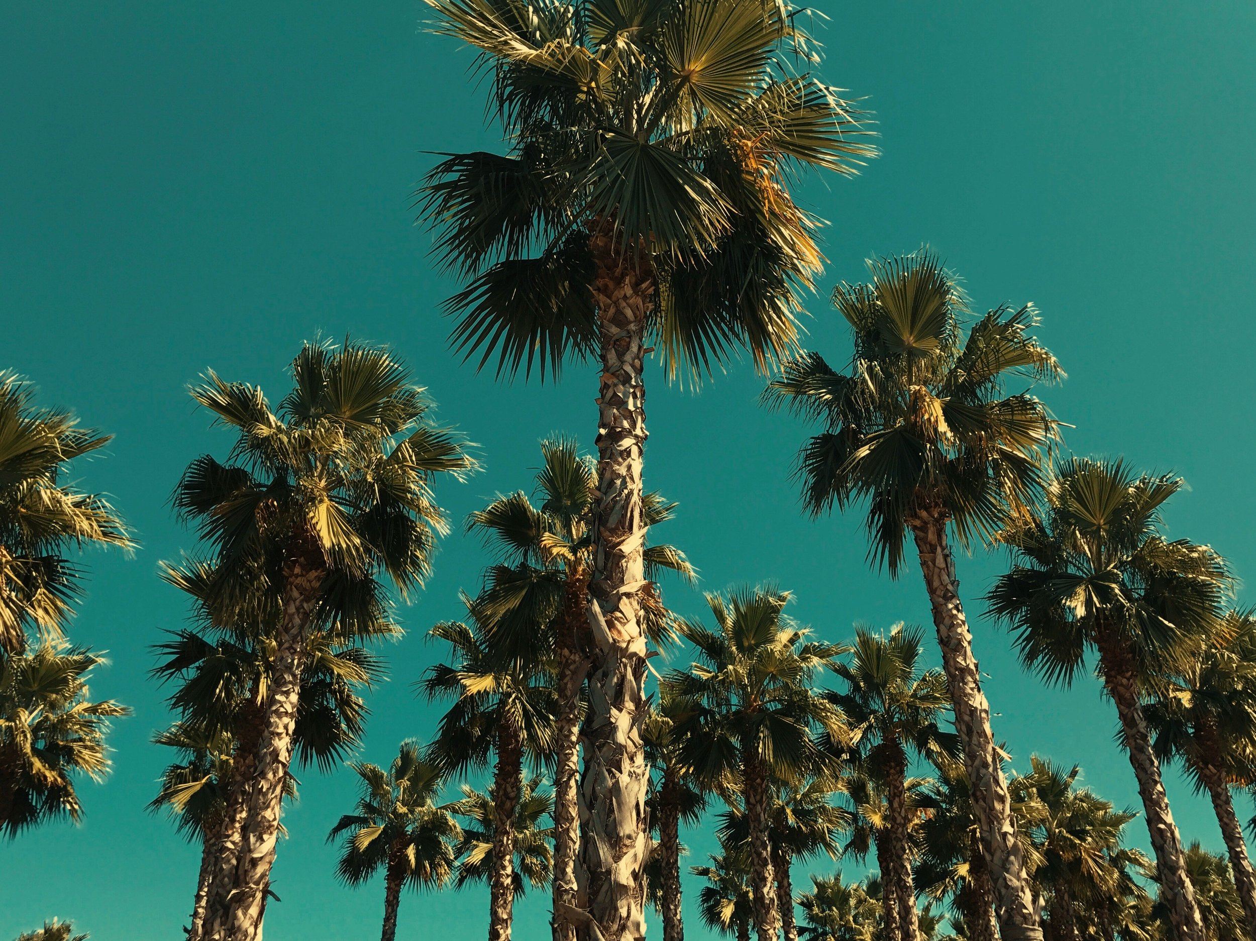 Tall palm trees with green fronds against a blue sky.