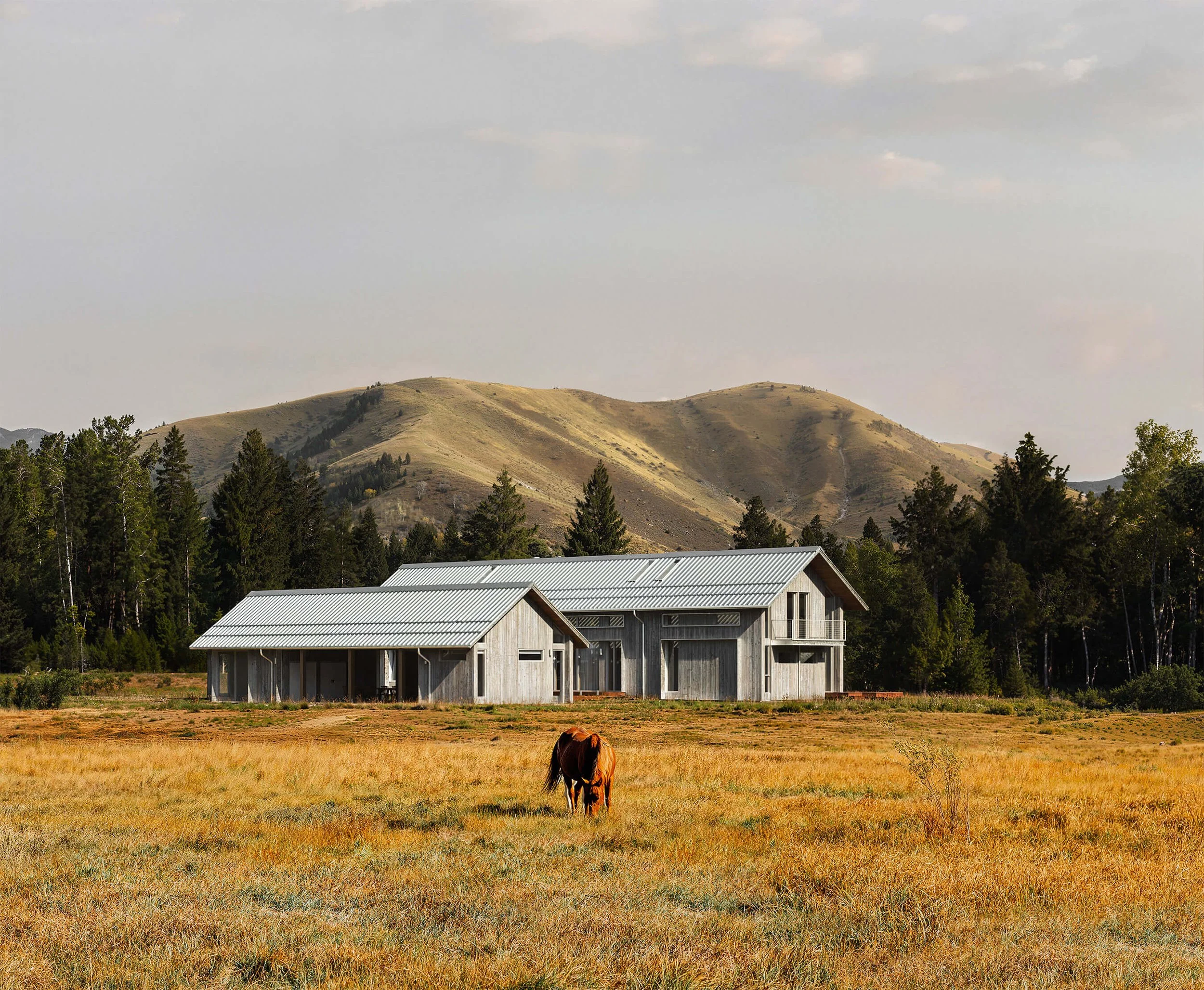 Barn-inspired volumes of Big Wood River Ranch against the mountains and summer meadow