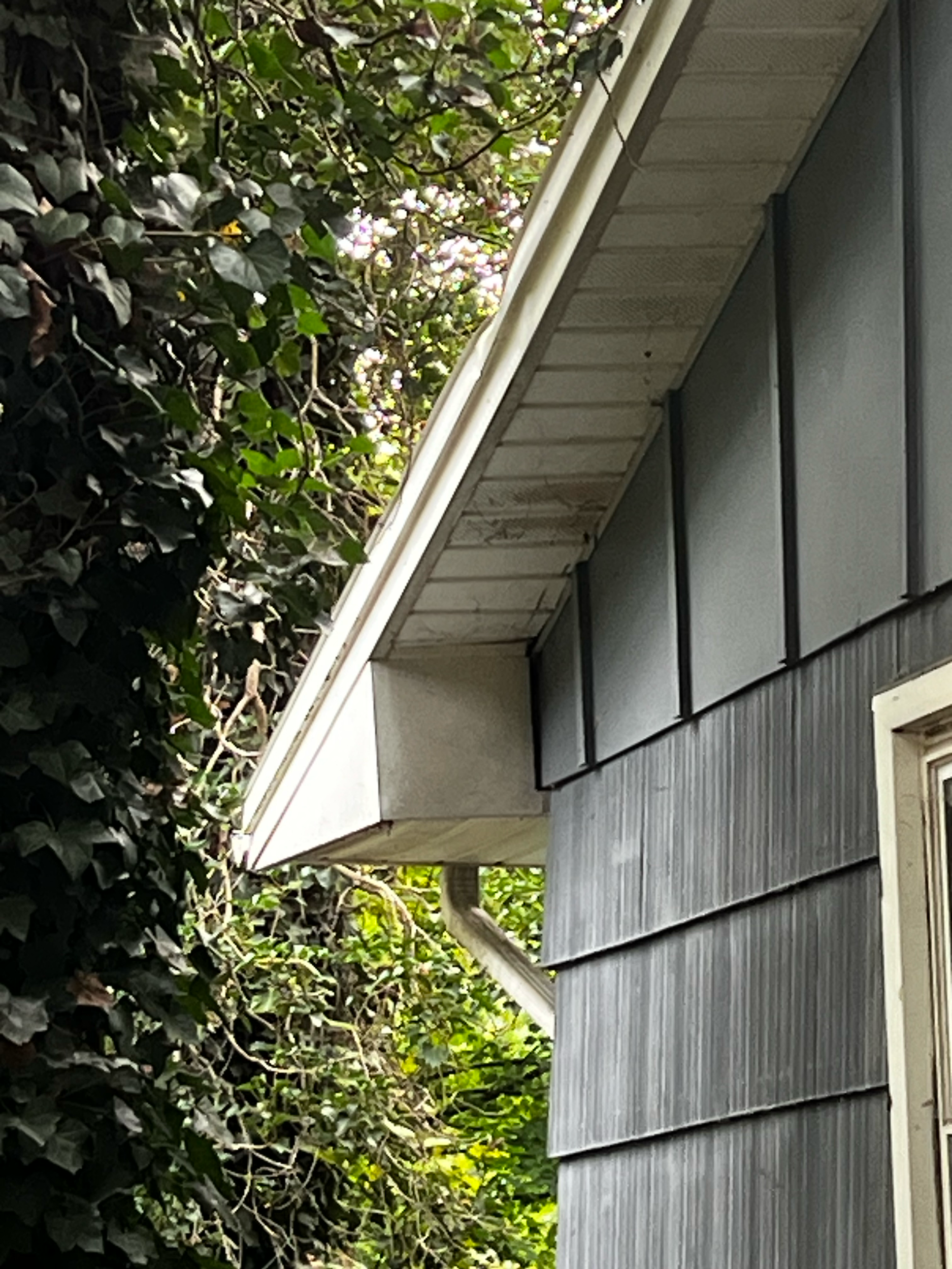 A house with dark blue wooden siding and a gray roof, partially covered by lush green ivy on the left side.