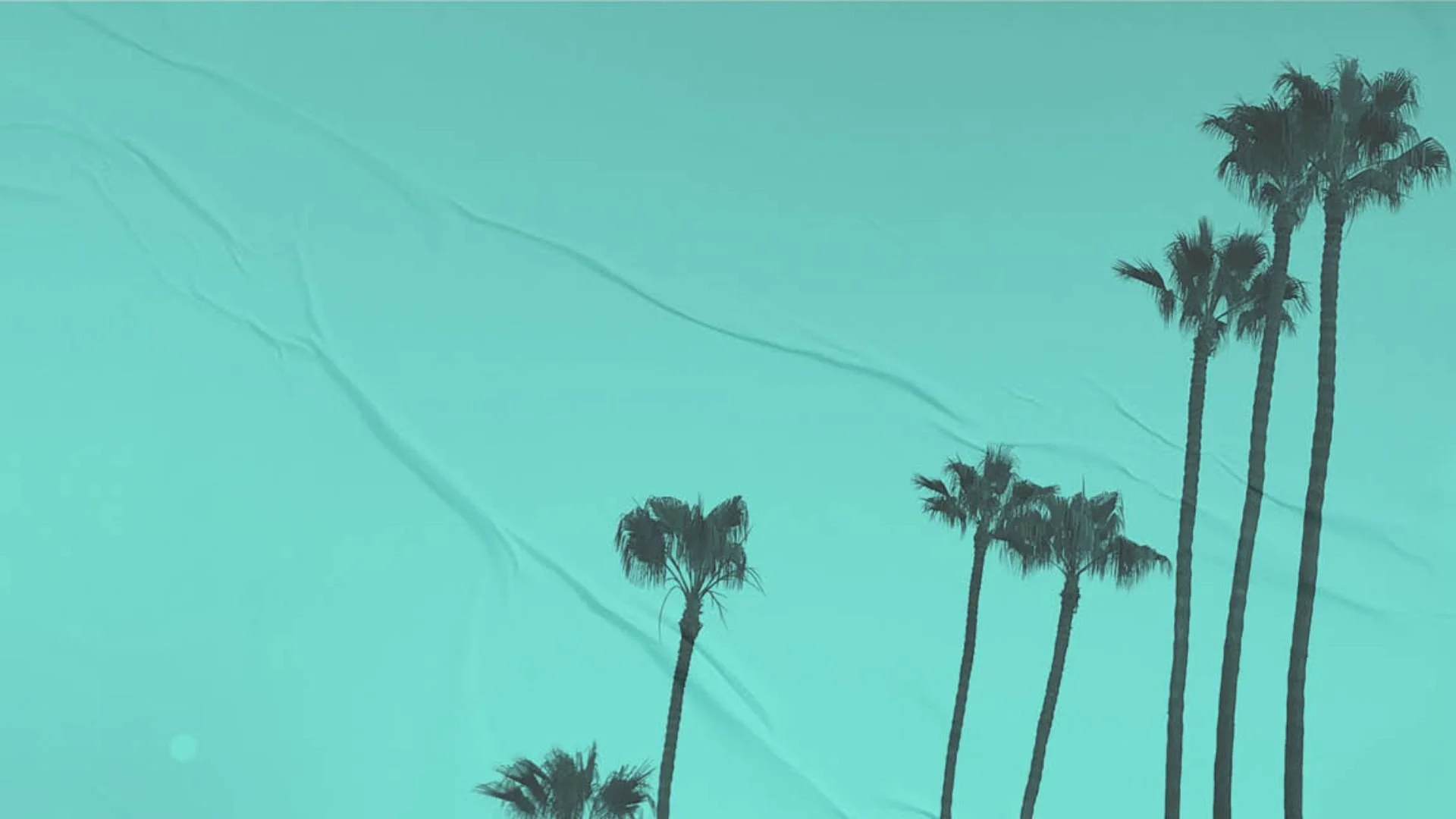 Silhouette of tall palm trees against a teal sky, with faint cloud formations.