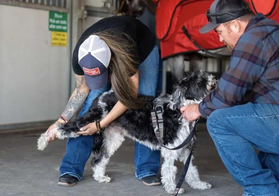 Dr. Kinal Patel providing chiropractic care to a dog.