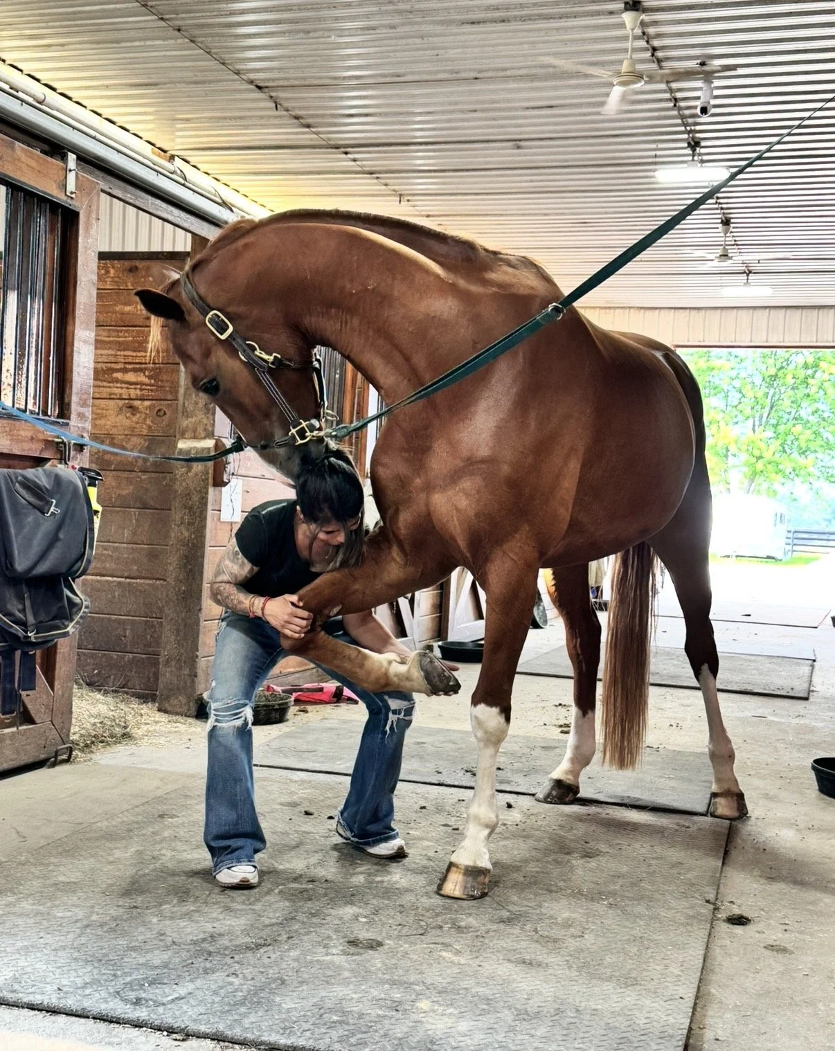 Dr. Kinal Patel providing chiropractic care to a horse.
