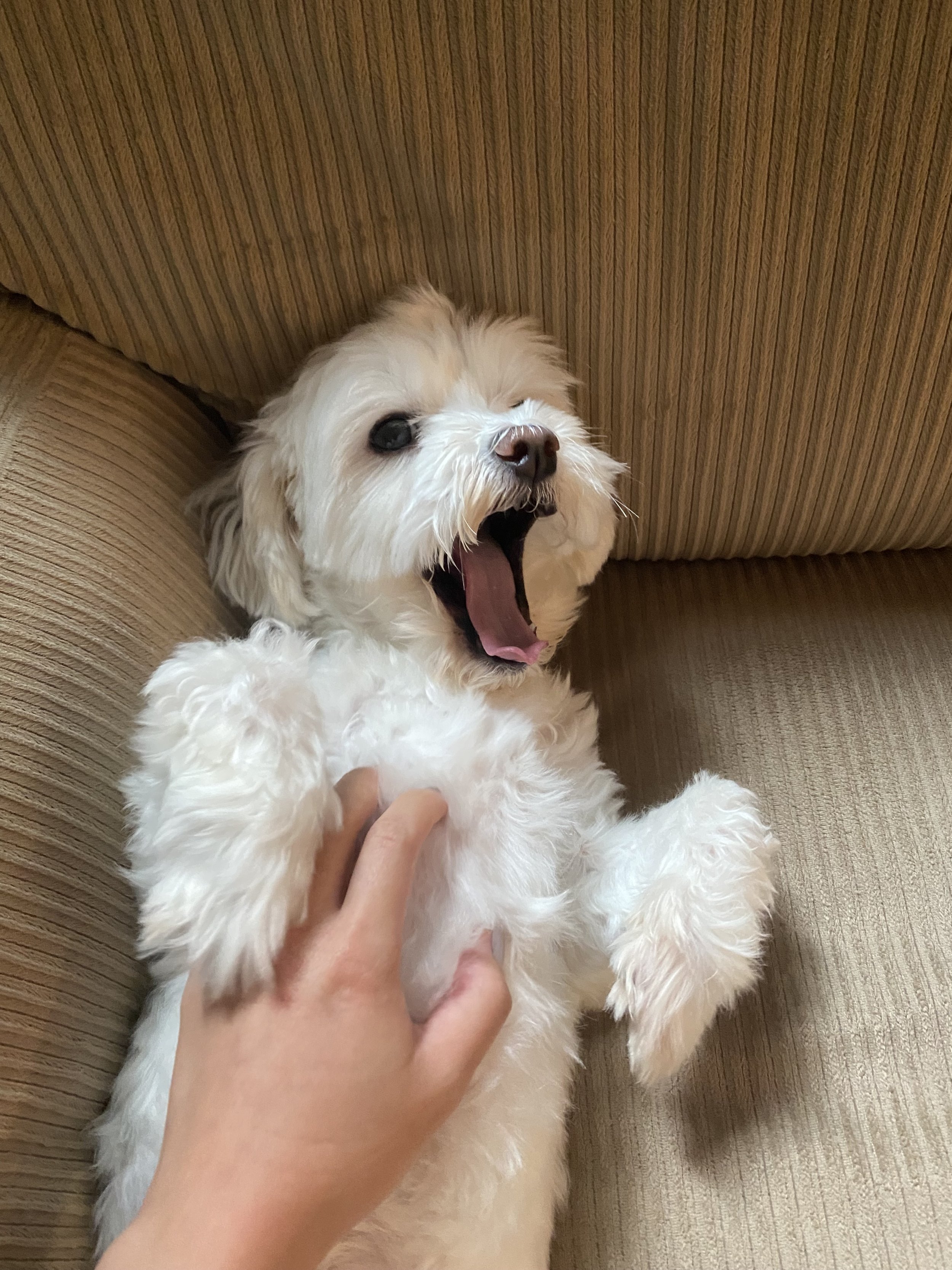 A small, fluffy, cream-colored dog lying on a brown textured couch, yawning with its mouth wide open, while a person gently pets its chest.