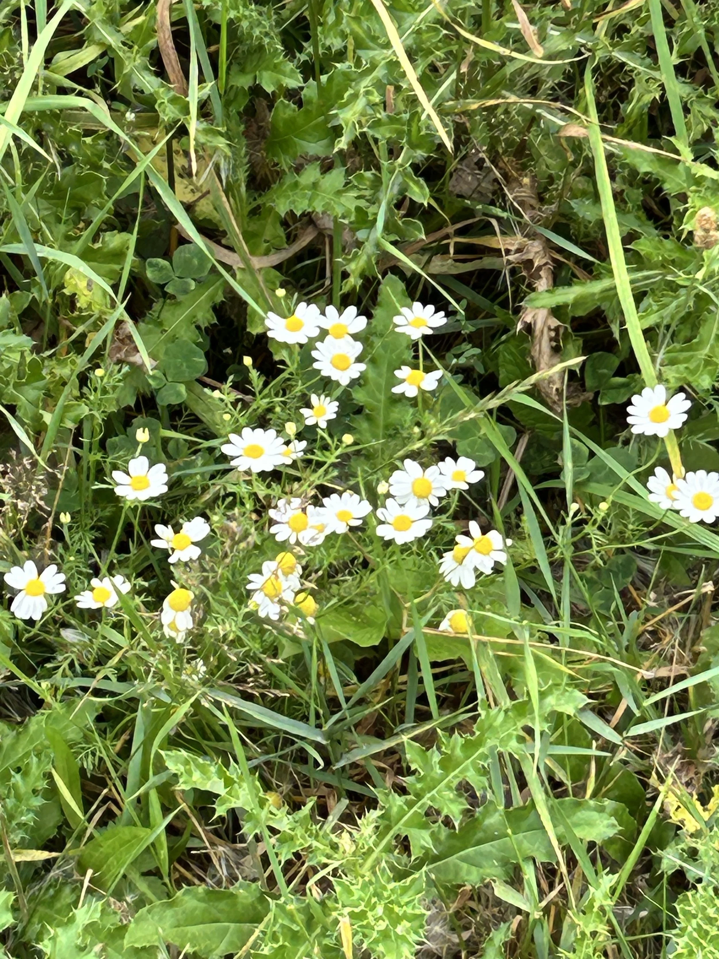 A patch of wild grass and plants with small white daisies that have yellow centers.