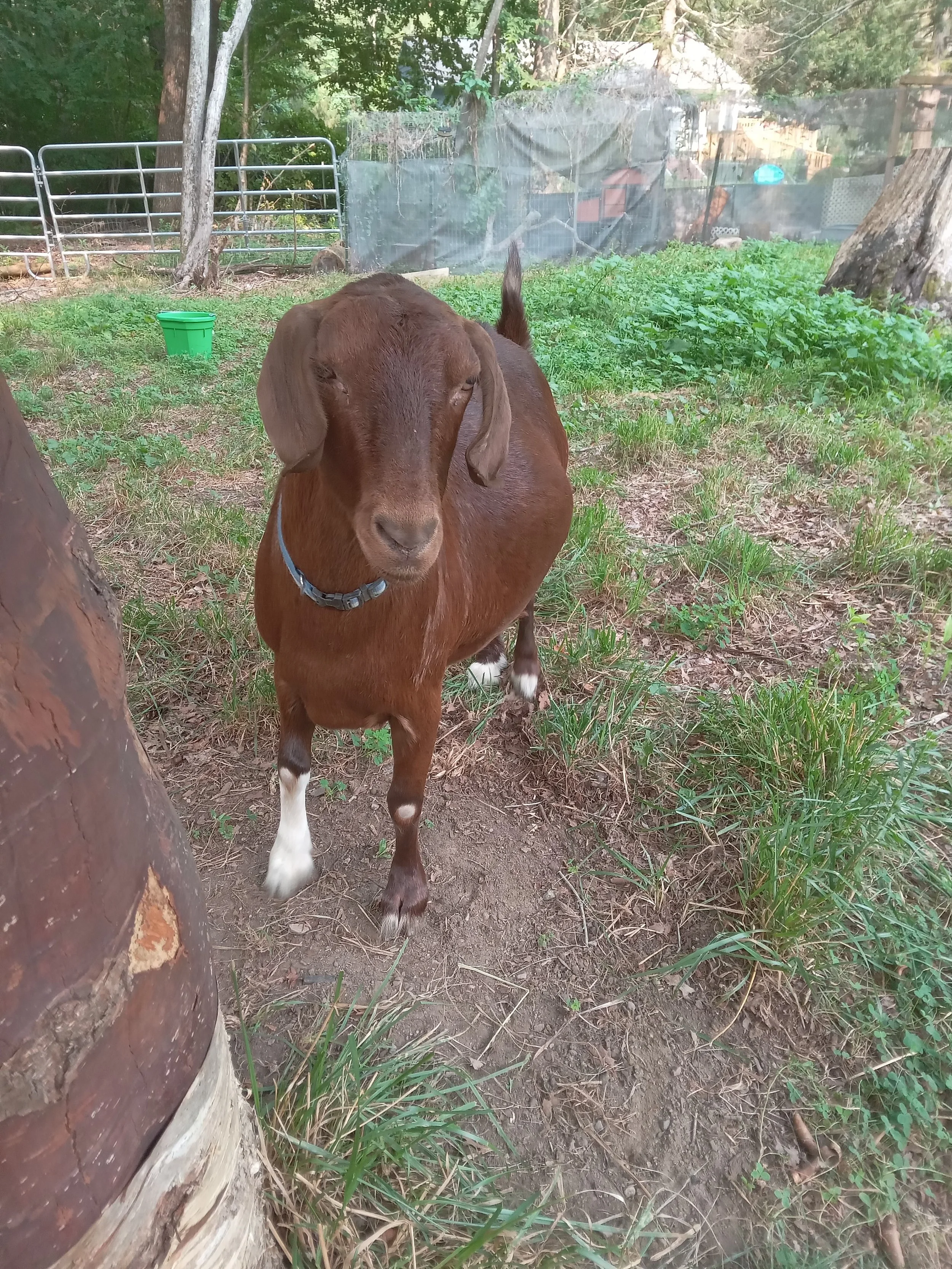 Nell, twin to Theo and daughter of Peep. One-sock Nell is the known con artist of the herd. She's crafty and sneaky.