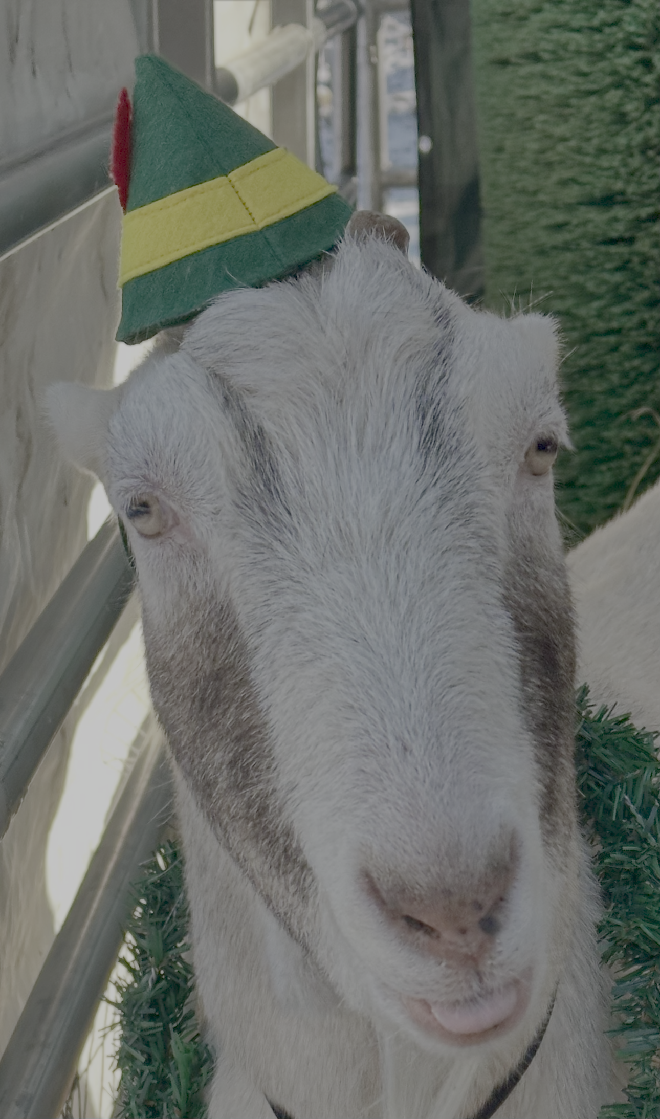 Meet Buddy the Elf! standing over 7ft and weighing 200+lbs he is our gentle giant. buddy was born with cerebral palsy and came into our care when he was only 1. Now Buddy is 8 and loving his life with his herd. He is our lock expert on the security s
