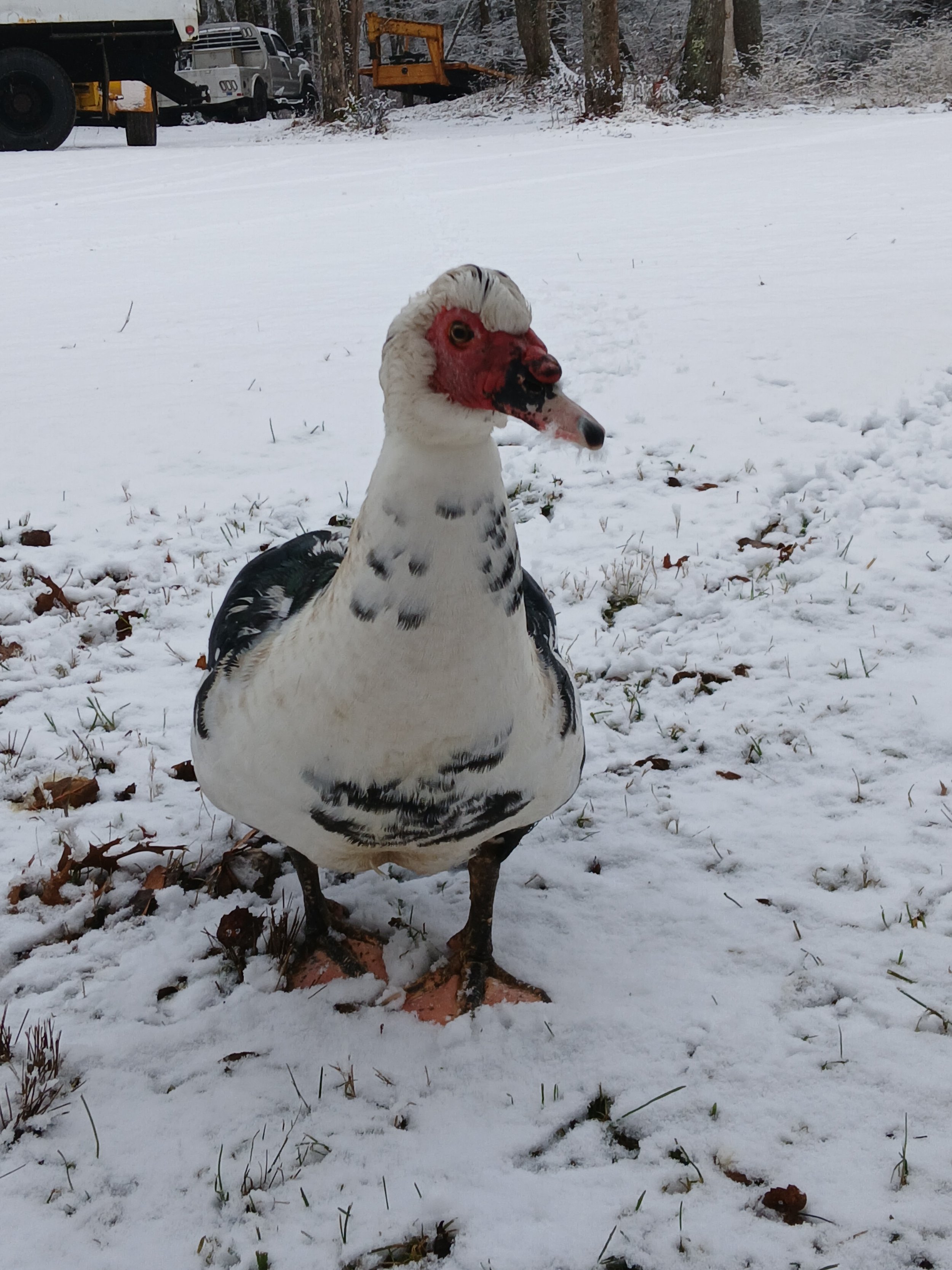 Our Muscovy duck patriarch: meet Papa Paco Pablo! He came to us in need of a home, and is father to Prozac and Celexa.
Pablo runs of respect, pride, and that sweet pompadour.