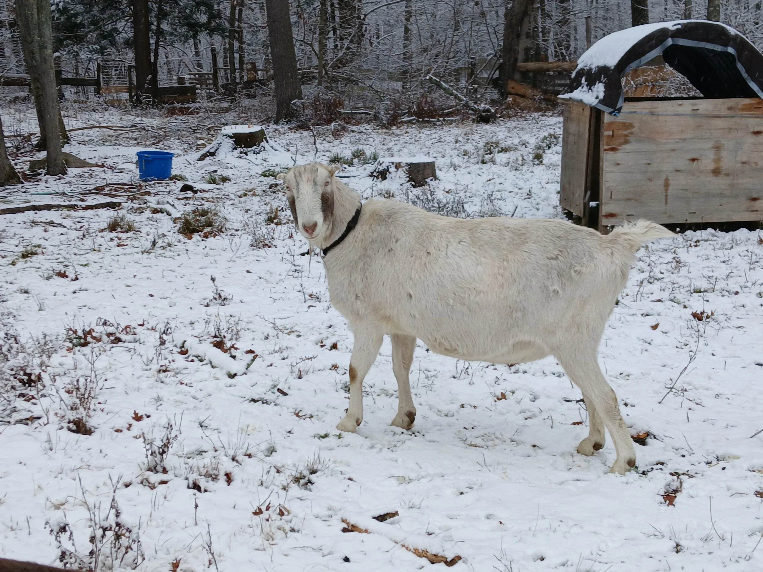 Buddy the Elf is our eldest and largest goat. He is grumpy and stubborn, affectionate, and sweet. Buddy came into our care as a baby, born with hypoxic brain injury. He is happy and comfortable living out his days with his herd. He is also co-head se