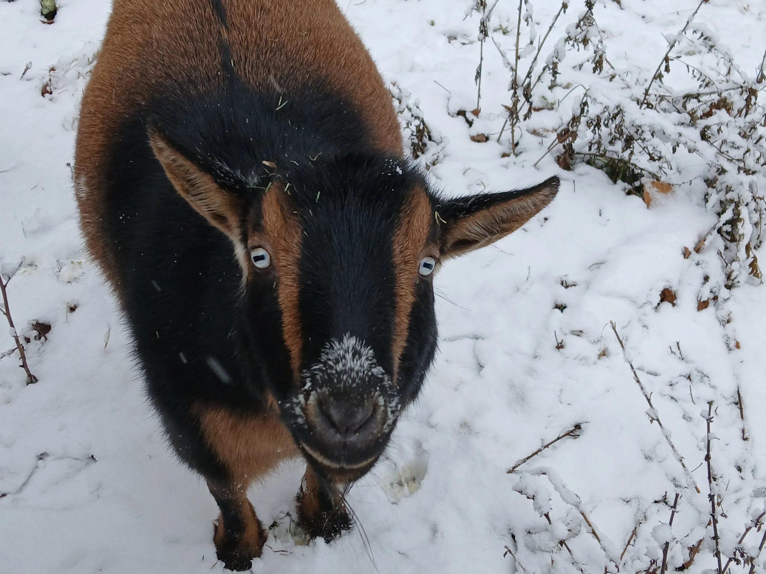 Meet Spud, our Nigerian dwarf! He came into our care as a baby after a botched castration causing him to need special medical care for the rest of his life. He is our co-head of security, always scouring the fence for weak points.