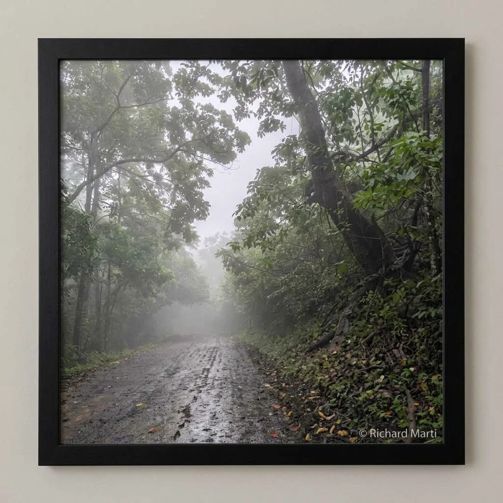 Rain Forest
