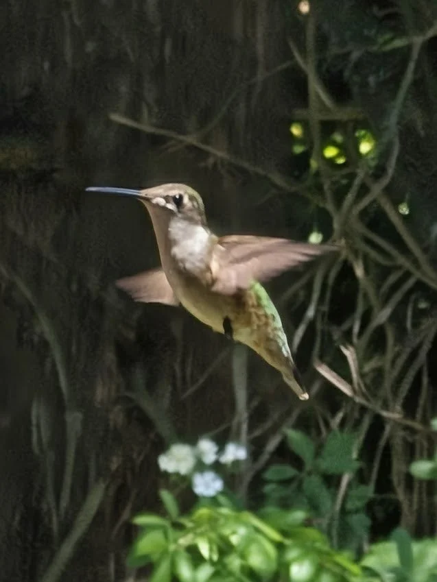 Hummingbird in Flight